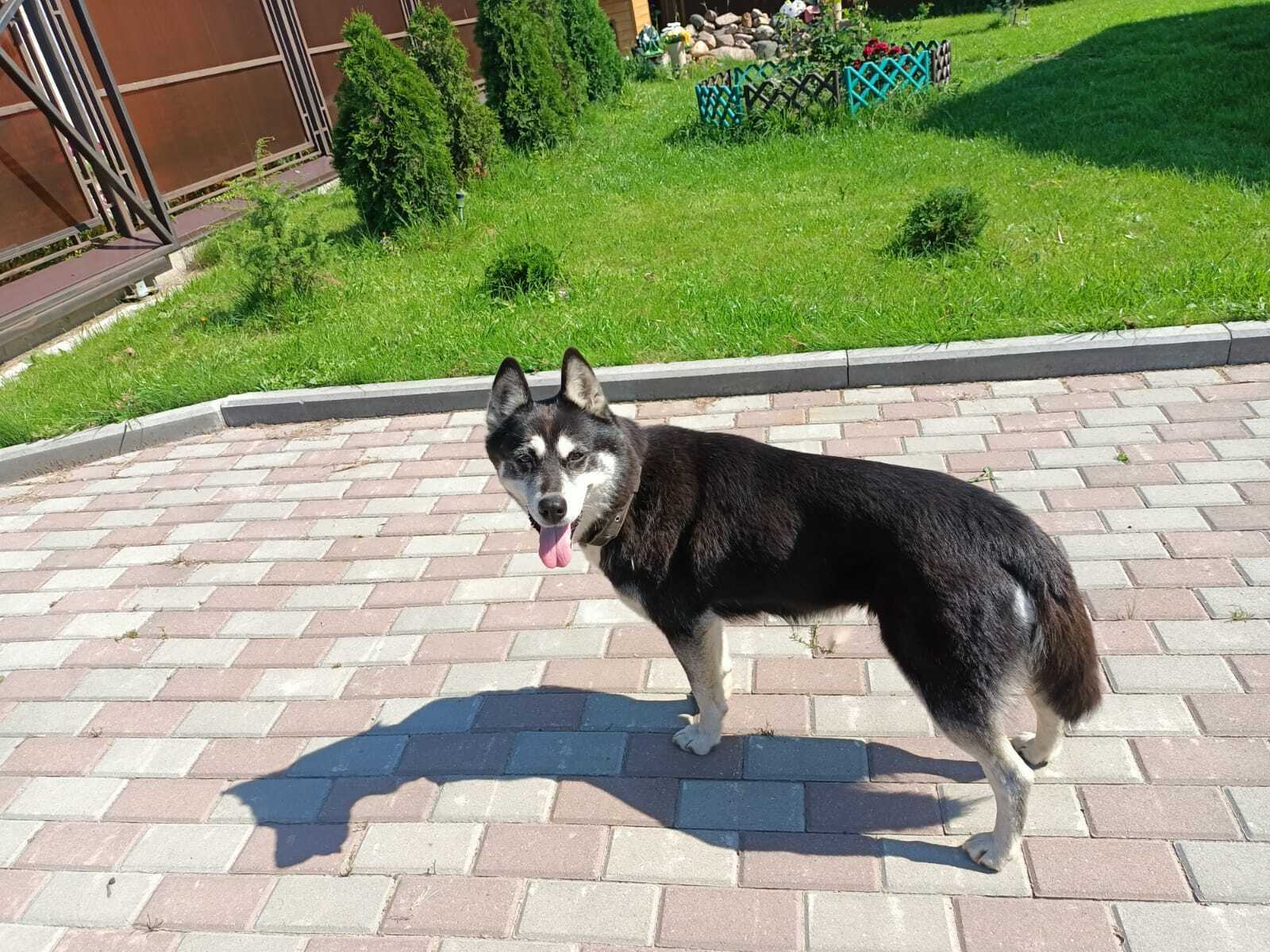Пропала собака Хаски в Тверской области