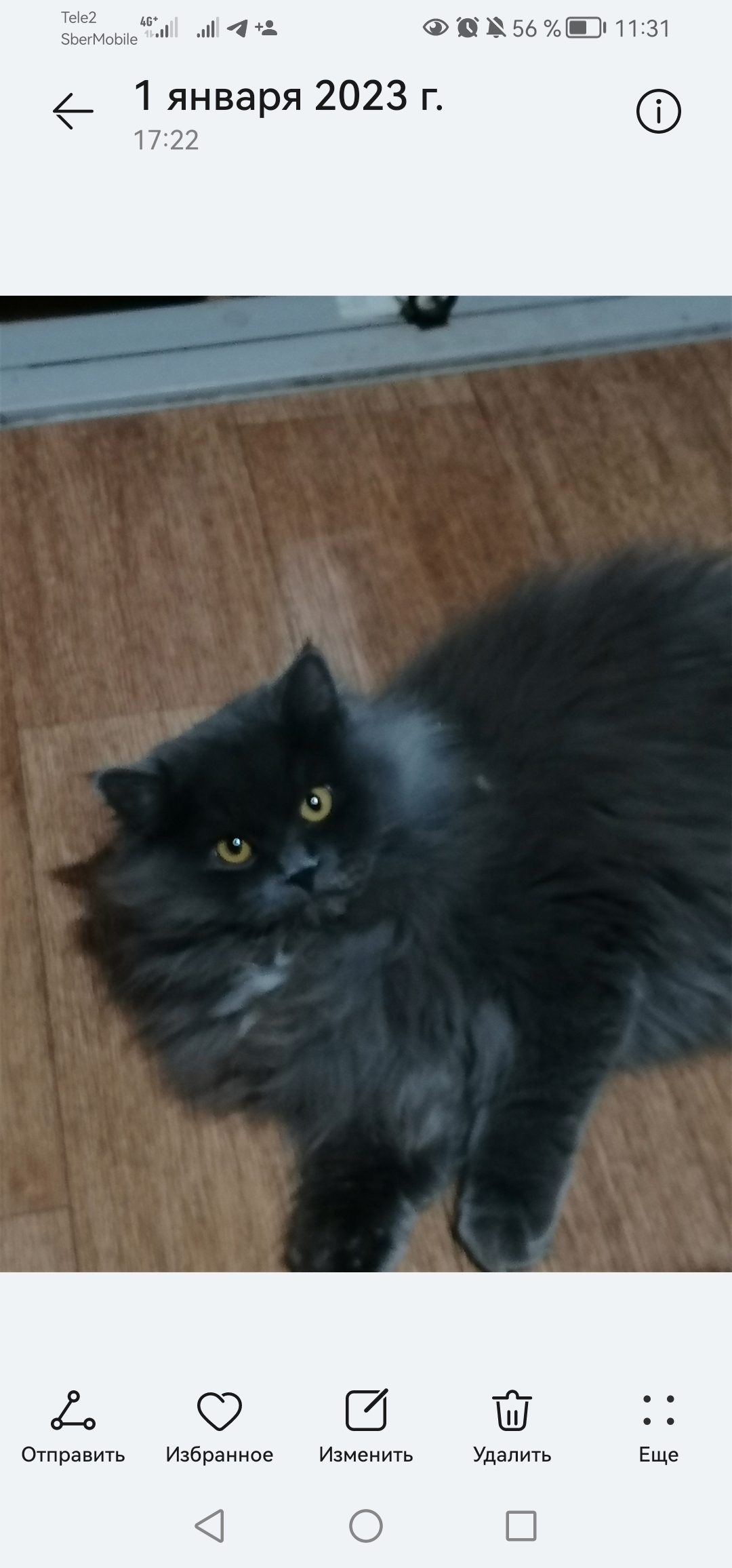 Пропала кошка Котик серого окраса, Оренбург