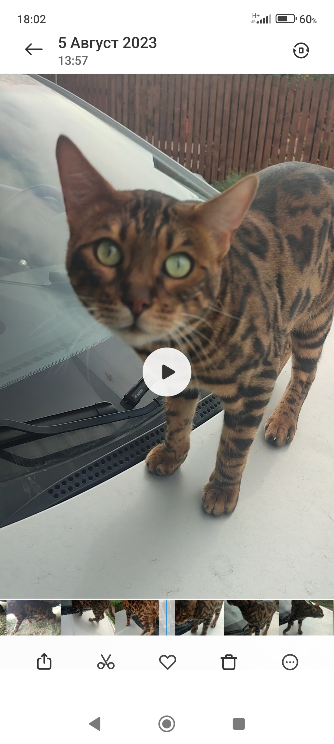 Найдена кошка Кот бенгал в СТ Нефтяник-2, Омская область