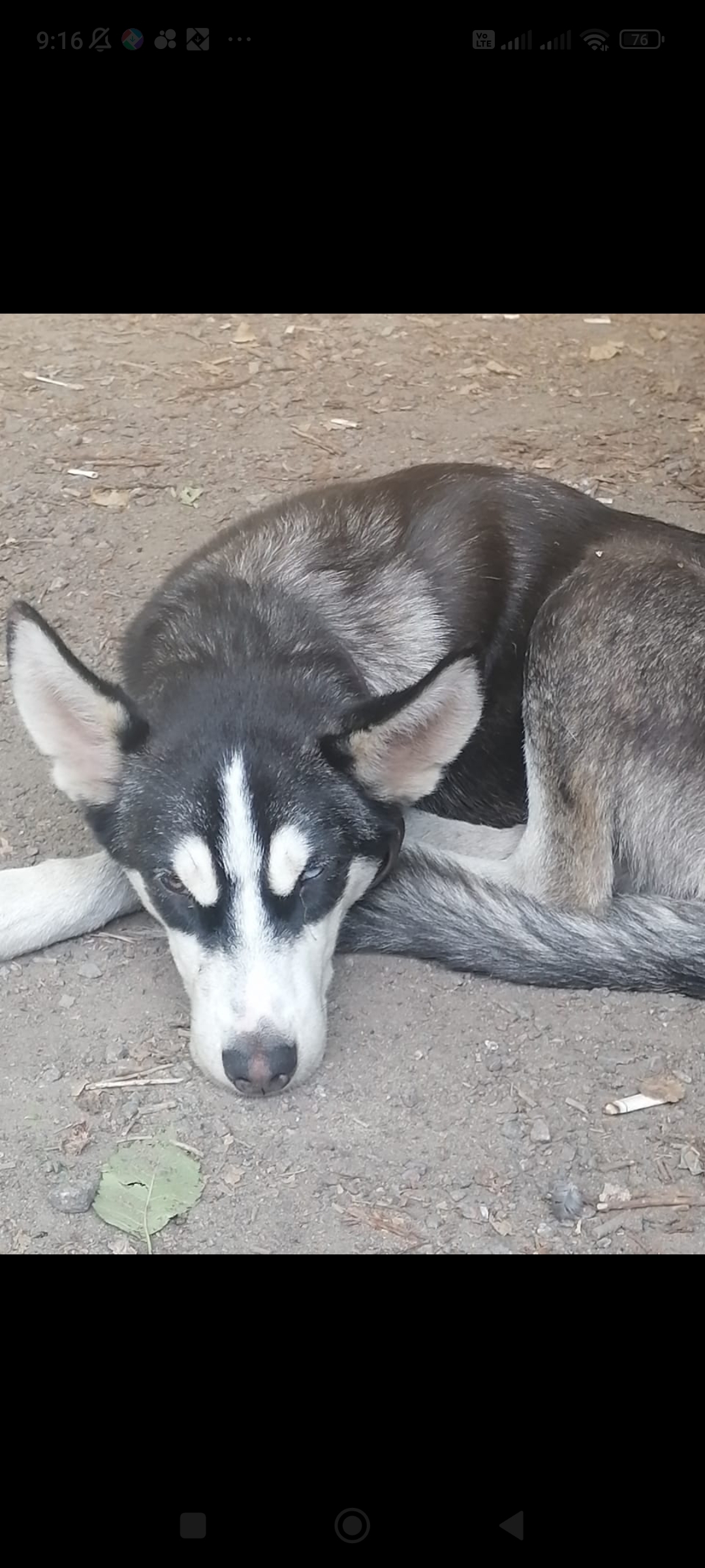Собака похожая на хаски найдена в районе Гипермаркет линия, Ленинский проспект, 93, Воронеж
