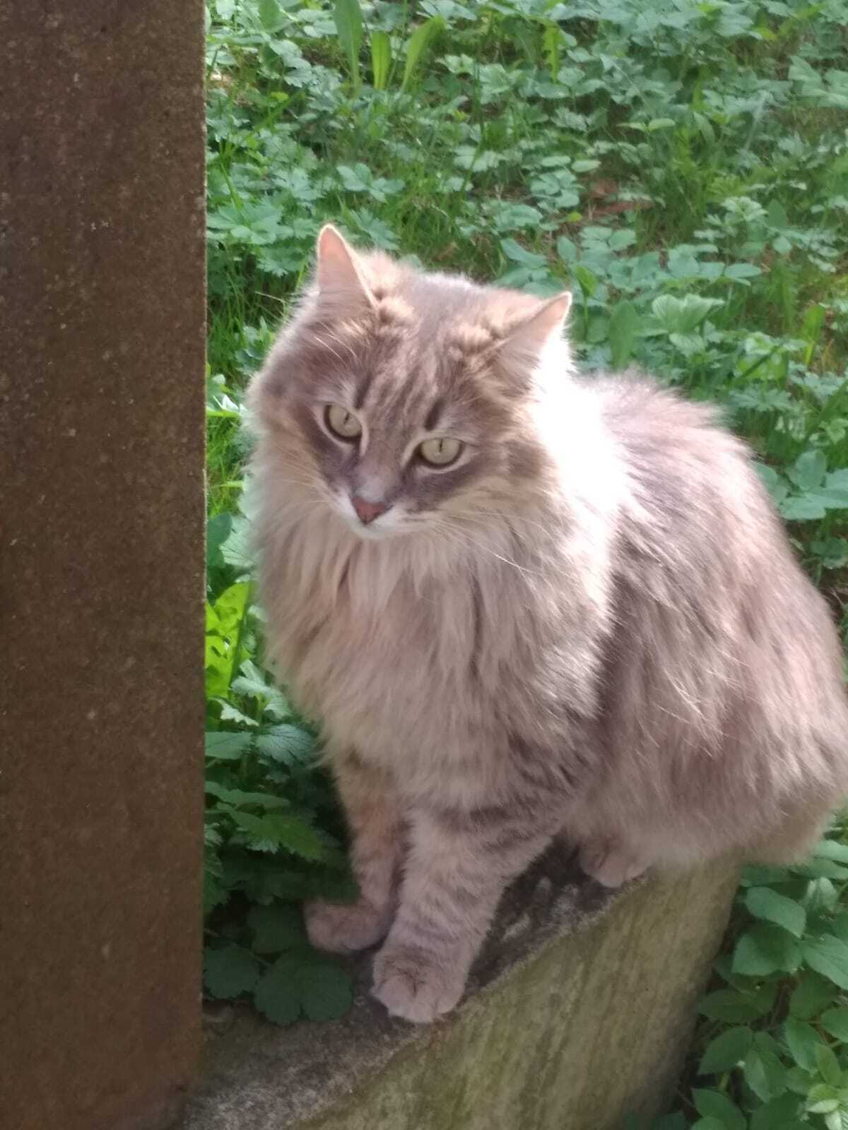 Пропал серый кот на ул. Красная гора, Калуга