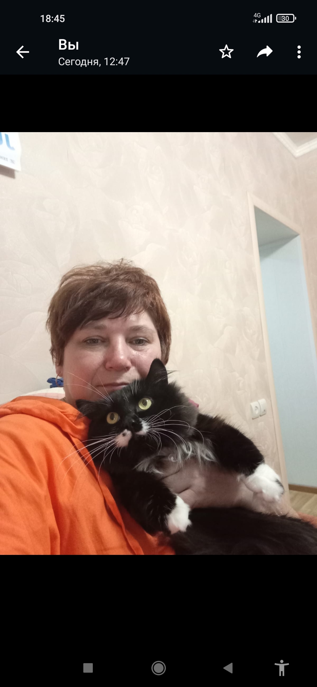 Пропала кошка Филимон в Беково, Пензенская область