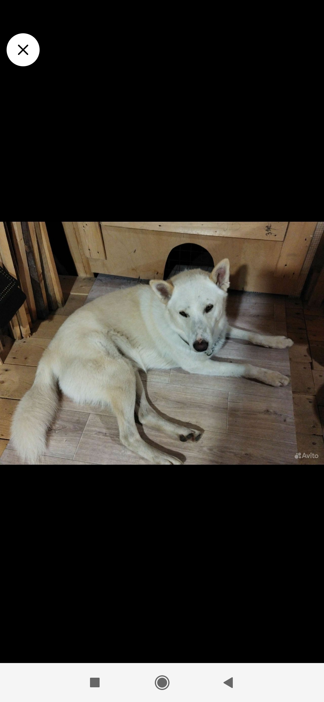 Найдена собака в Мардарьево, без ошейника