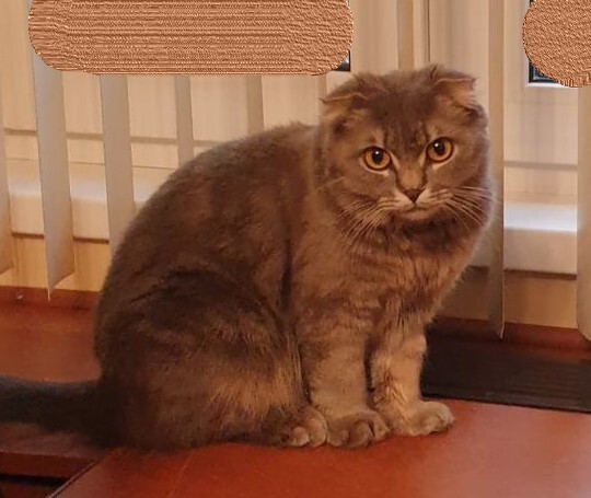 Найдена вислоухая кошка, серого окраса, возраст 3-5 лет, ул. Генерала Антонова, Москва