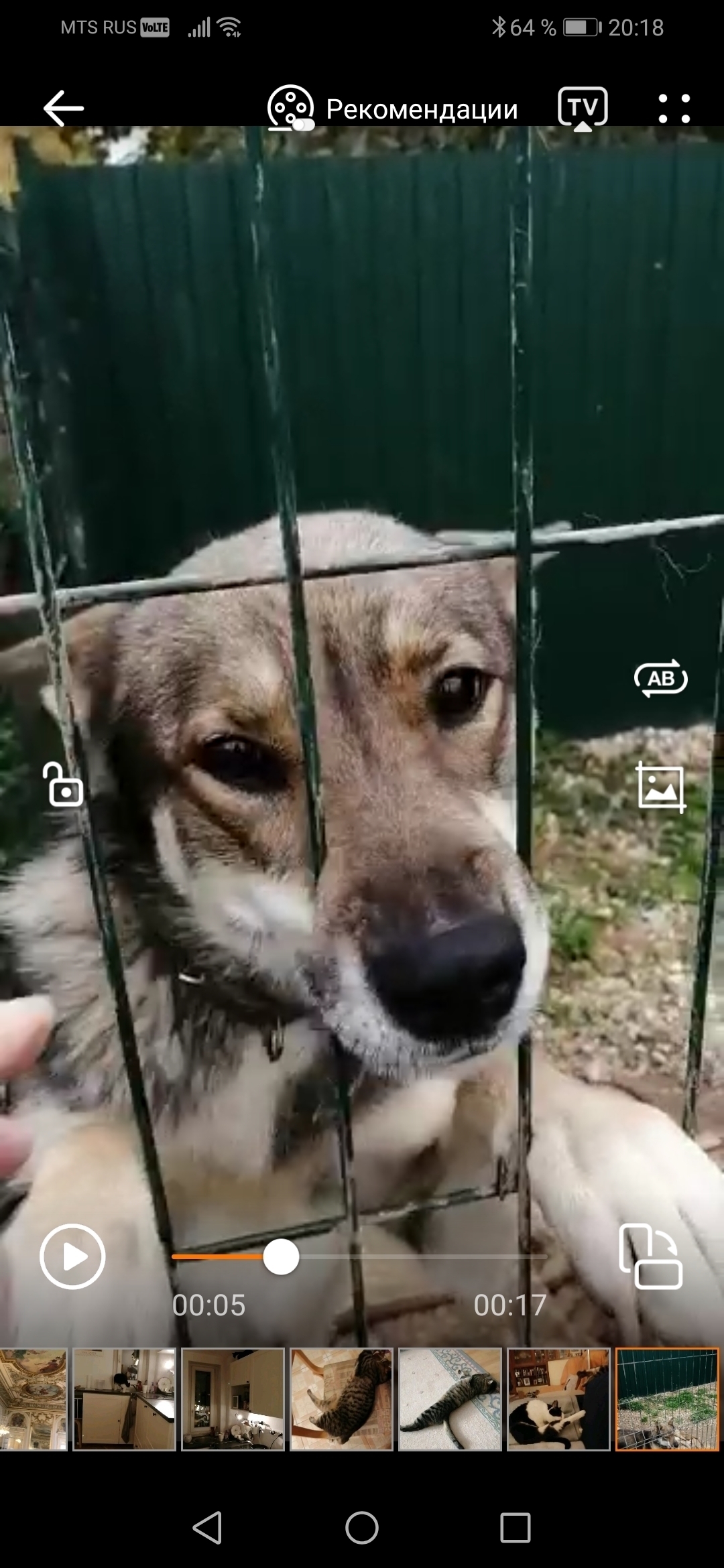 Пропала собака в Ворсино, Калужская область