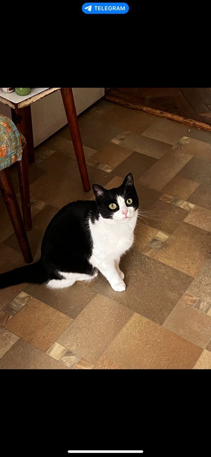 Пропала черно-белая кошка в Бронницах