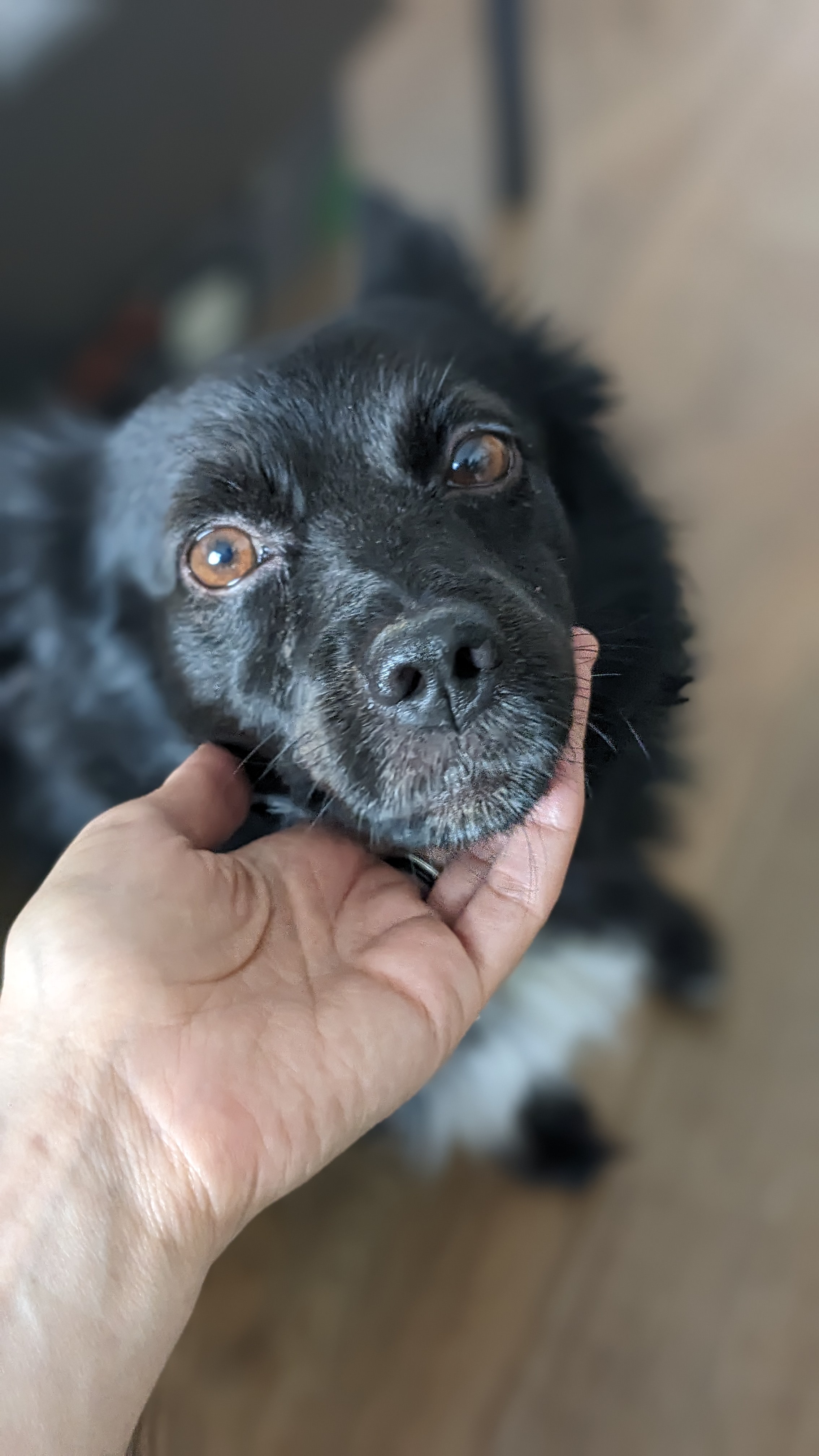 Найдена собака: черный окрас, белая грудка, ул. Пржевальского, 36