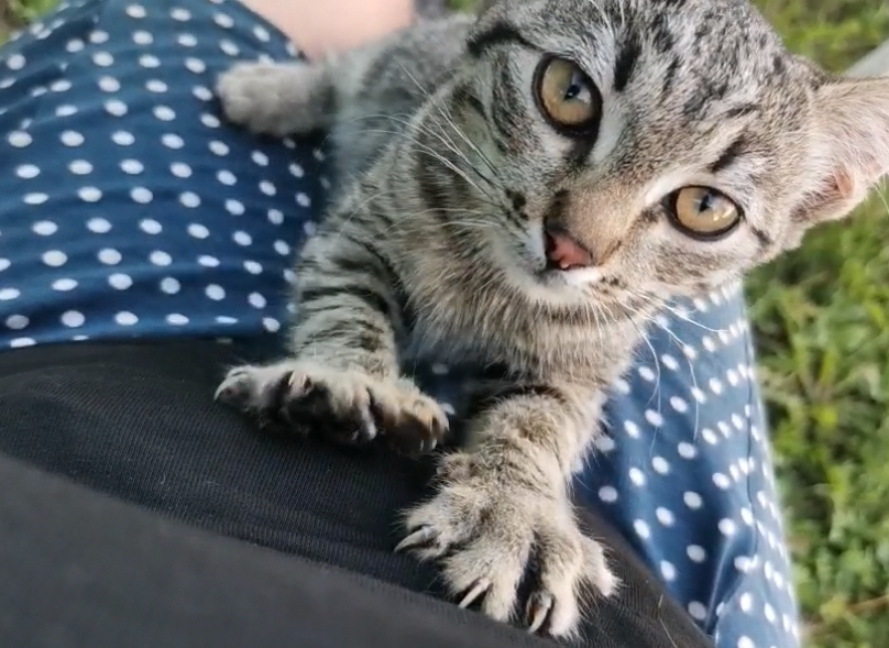 Найдена кошка-котенок ищет добрые ручки (Тула, Пролетарский парк, СНТ)