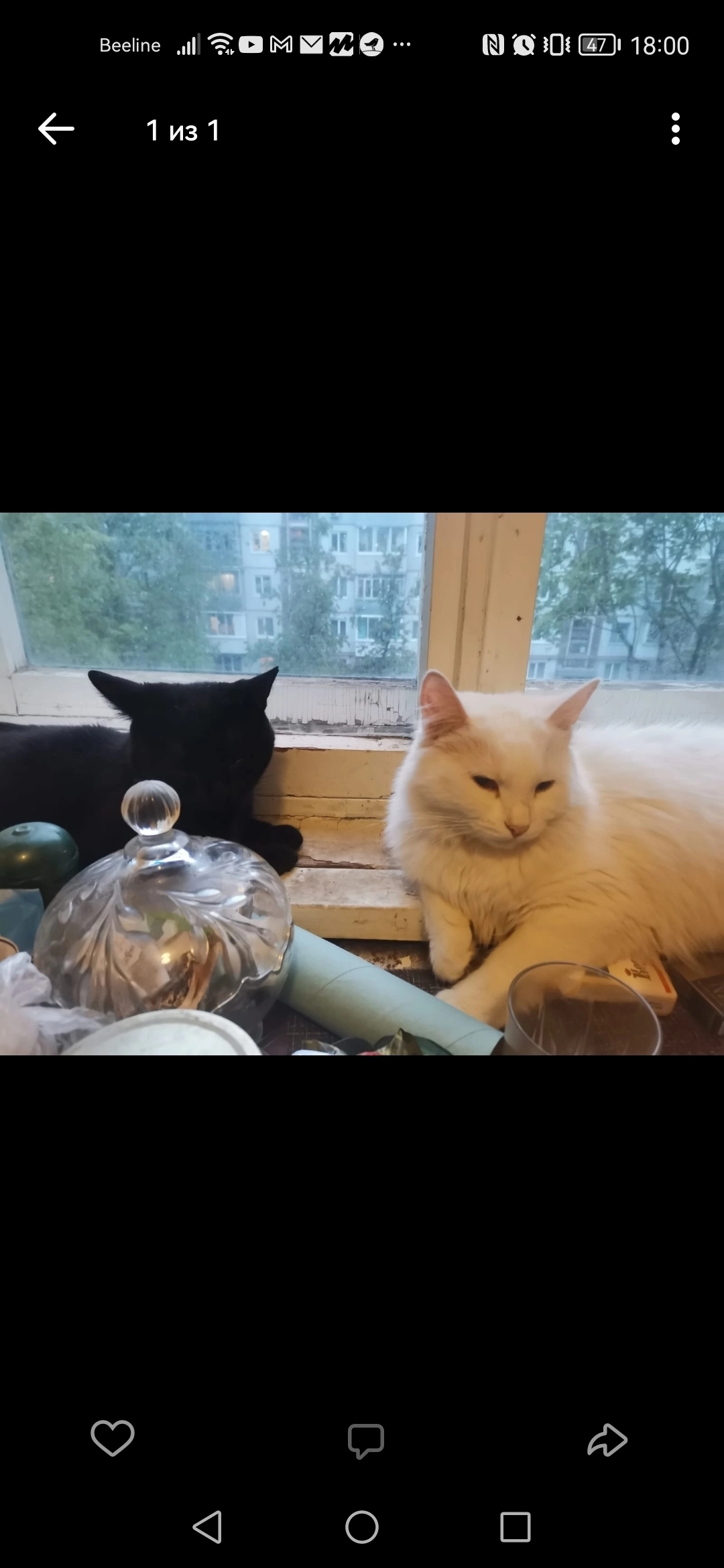 Пропала кошка Белый кот, ул. Дружбы, 4, Брянск