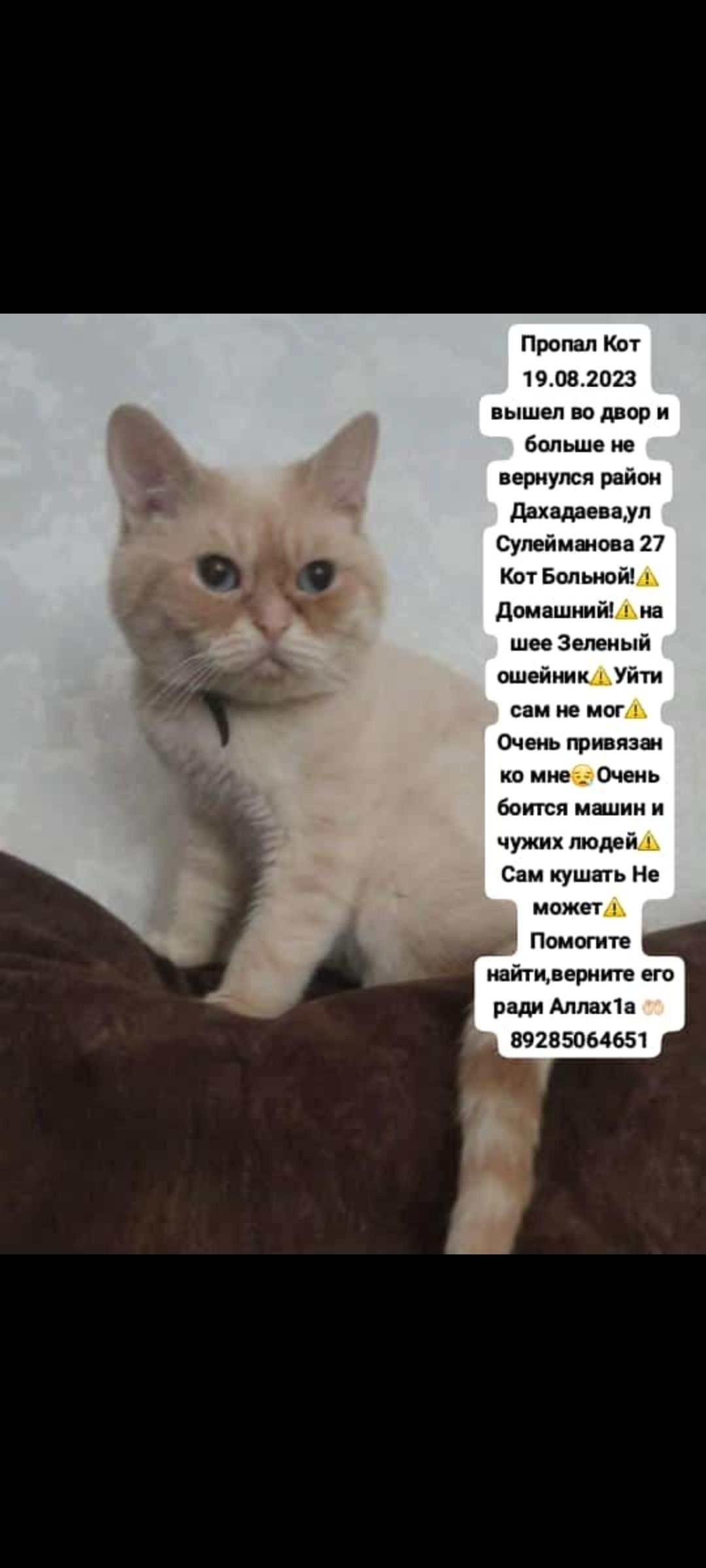 Пропала кошка в Махачкале, Сулейманова 27, Краснодар