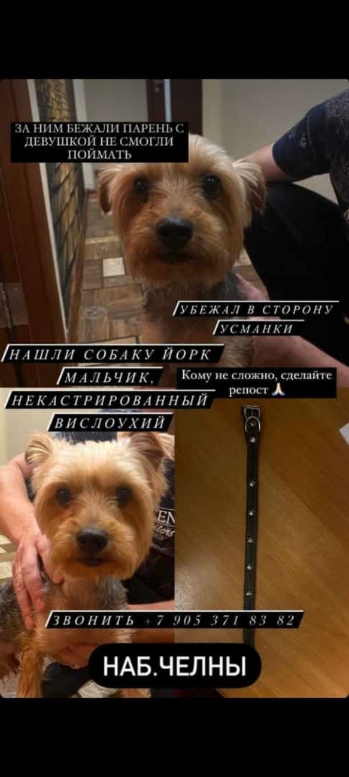 Собака найдена в Набережных Челнах, Татарстан