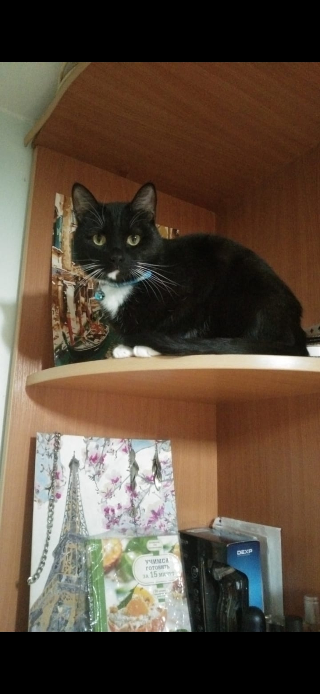 Пропала кошка в Конаково, Тверская обл. Опознавательные признаки: Коффи, 2 года, чёрно-белый окрас, синий ошейник. Помогите найти!