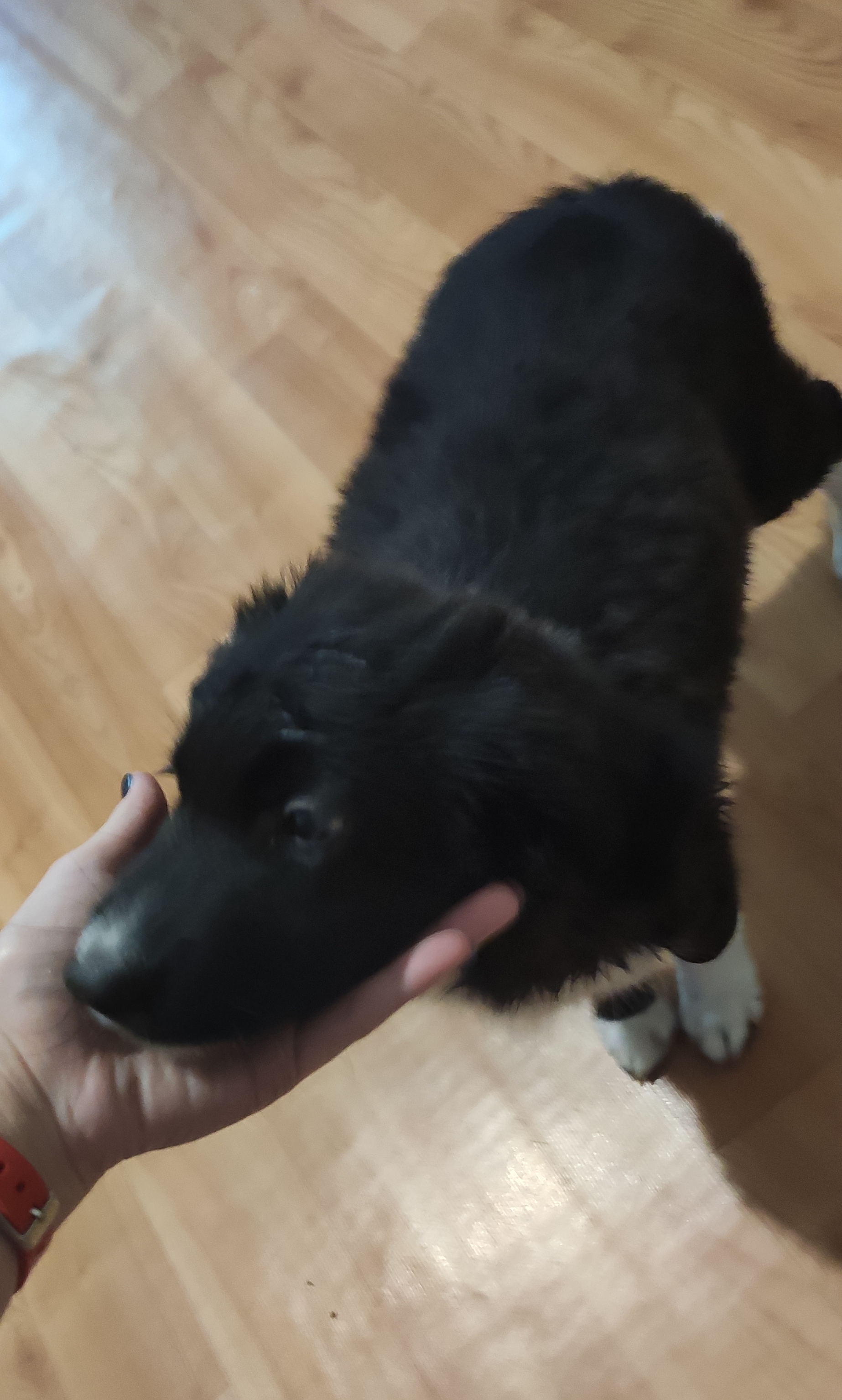 Найдена собака: щенок, ул. Борцов Революции, 6А, Иркутск