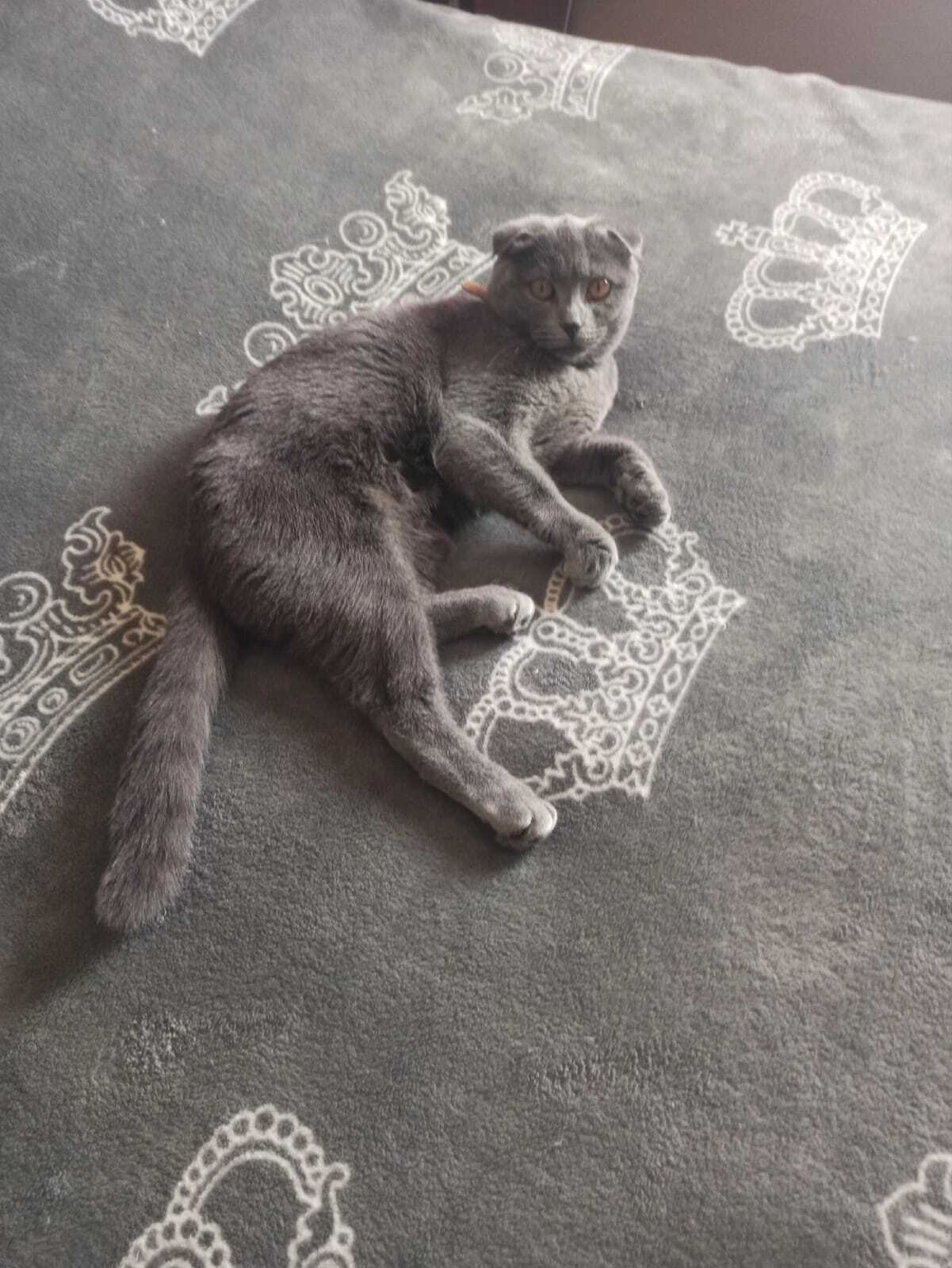 Пропала кошка в Маевке, г. Черняховск, Калининградская область