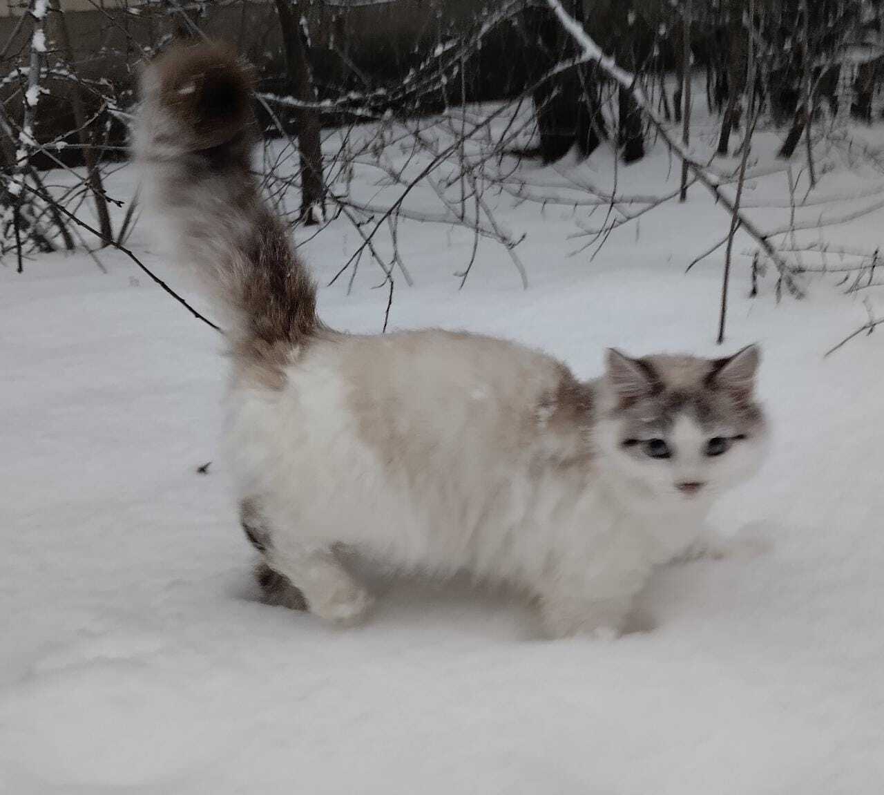 Пропала кошка Шуня, ул. Тимирязева, 35, Донецк