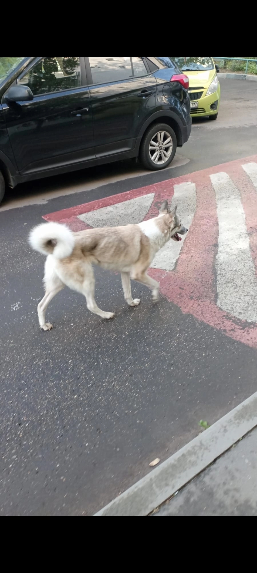 Собака найдена на ул. Сталеваров, Москва