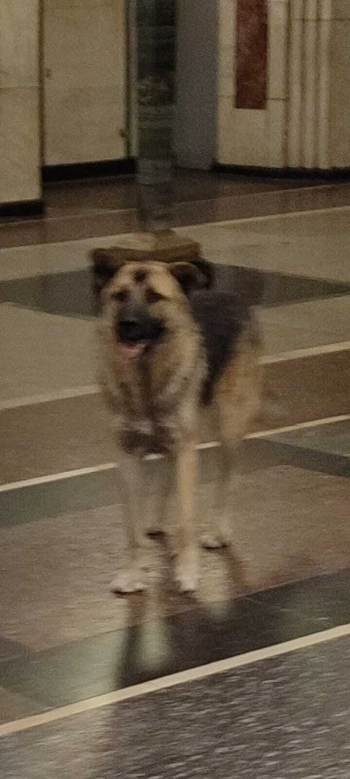 Собака Овчарка найдена на Семёновской площади, 7