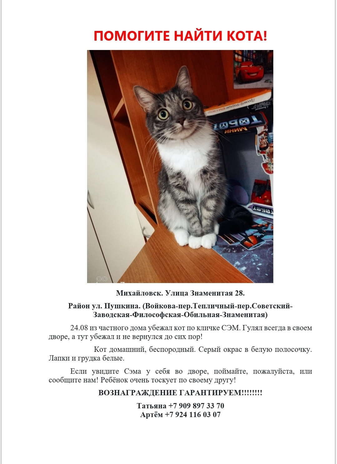 Пропала кошка в Михайловске, Ставропольский край
