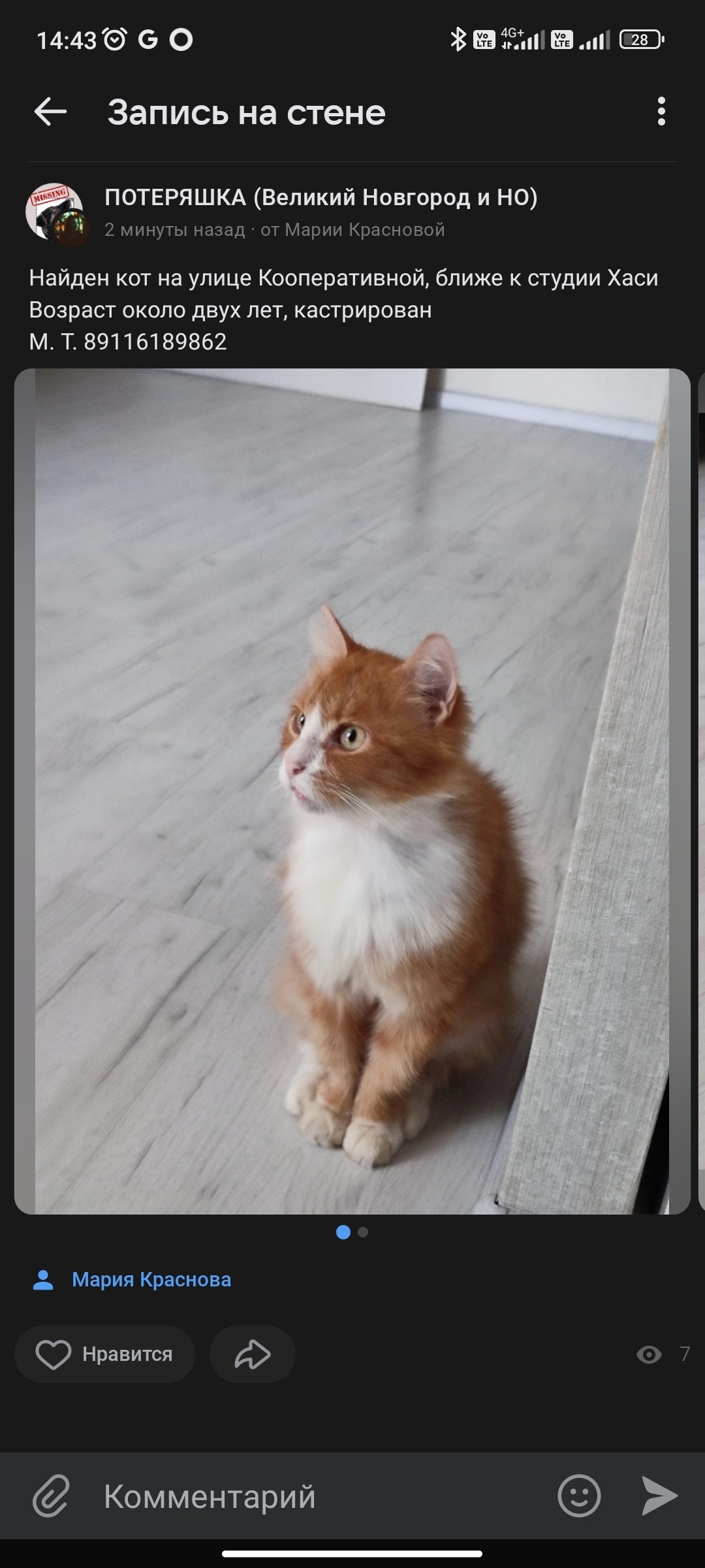 Найден рыжий кот на Кооперативной улице, 8А, Великий Новгород