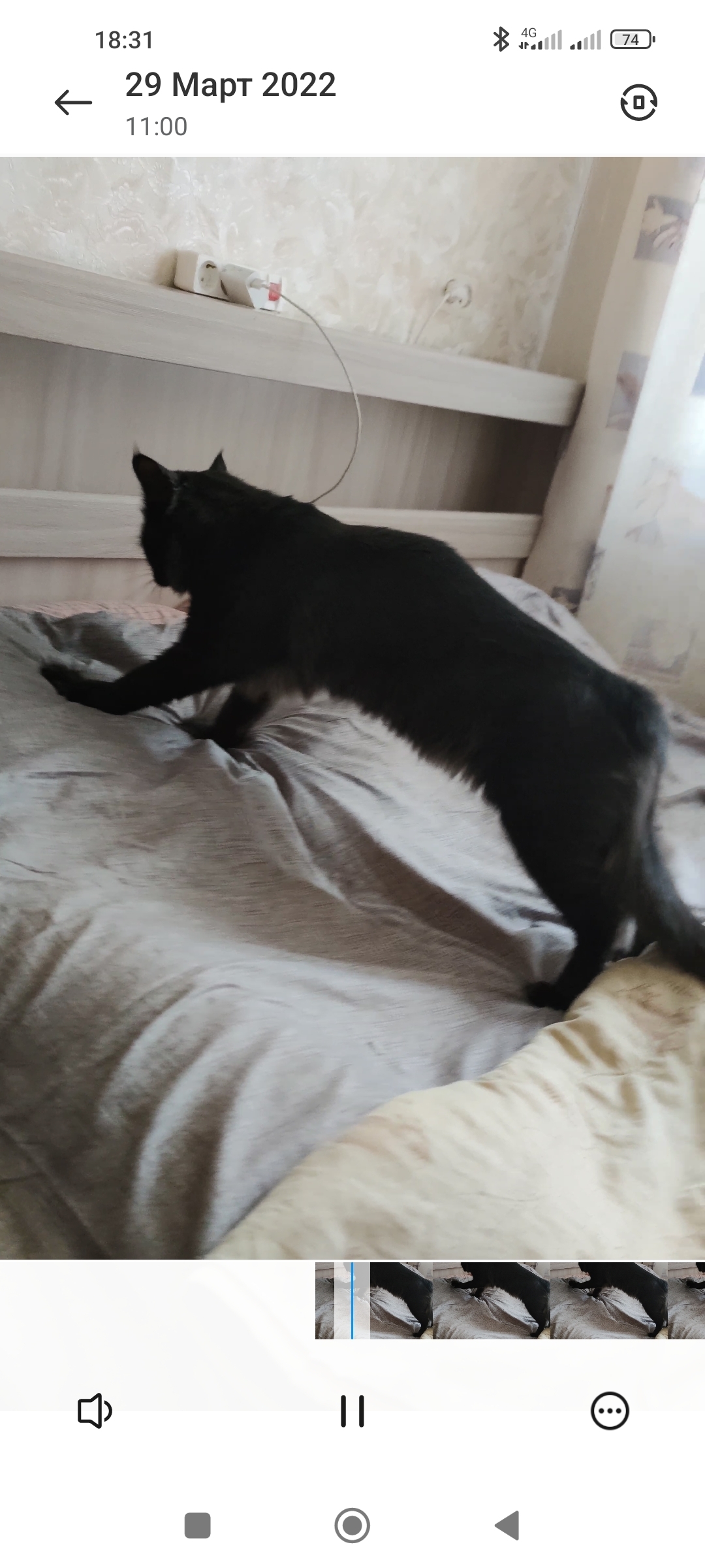Пропала кошка, черно-белое пятно на груди, Татарстан
