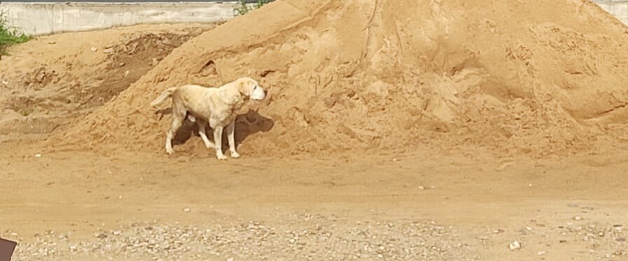 Найдена собака в Твери, деревня Прудище
