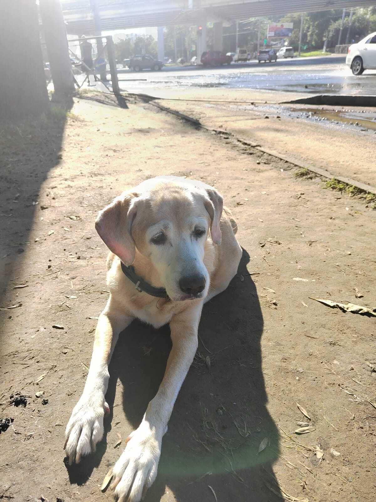 Найдена собака 1 сентября на перекрестке Столетия и Русской, Владивосток