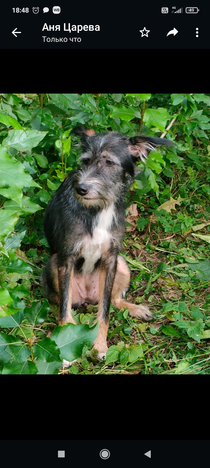 Собака найдена на Кубинской улице, СПб