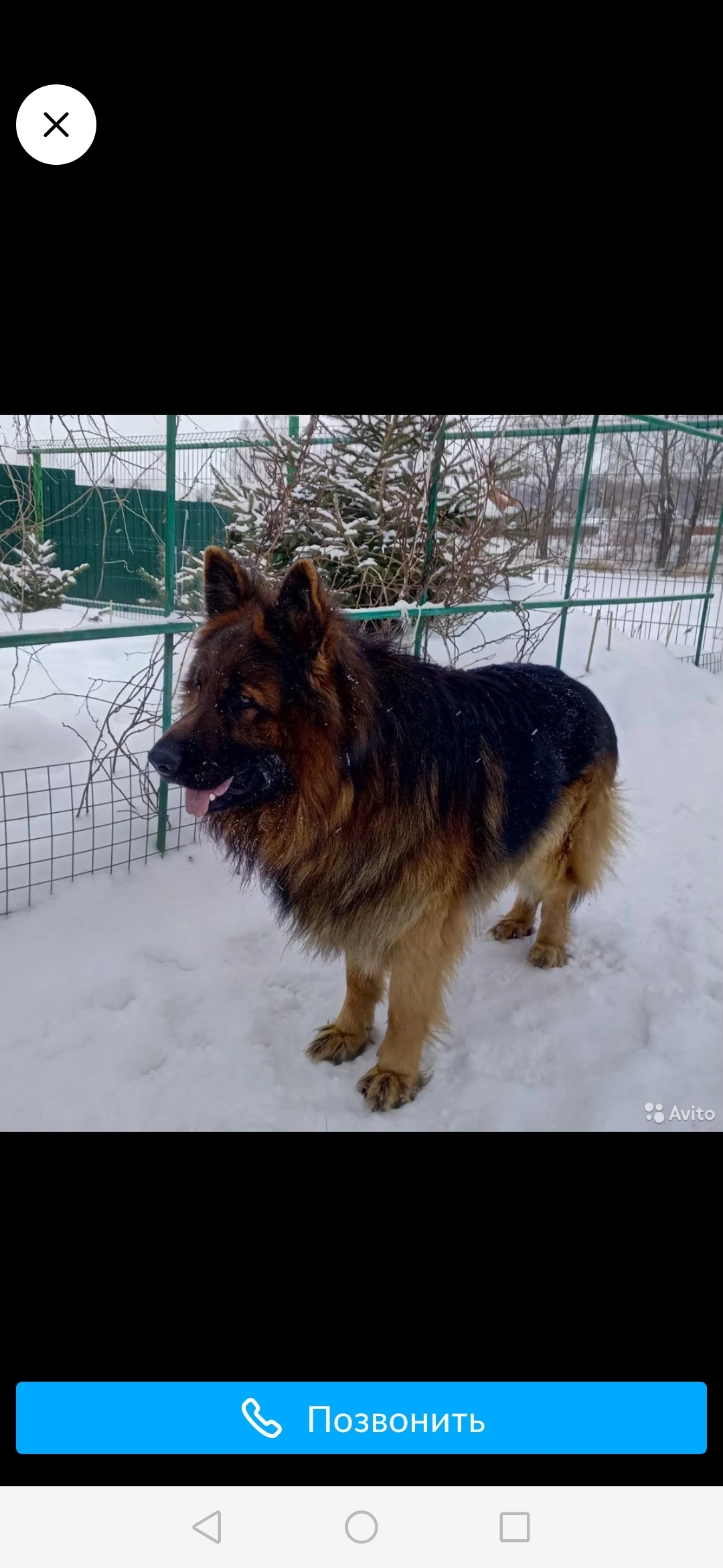 Пропала собака в Нагаево, Башкортостан