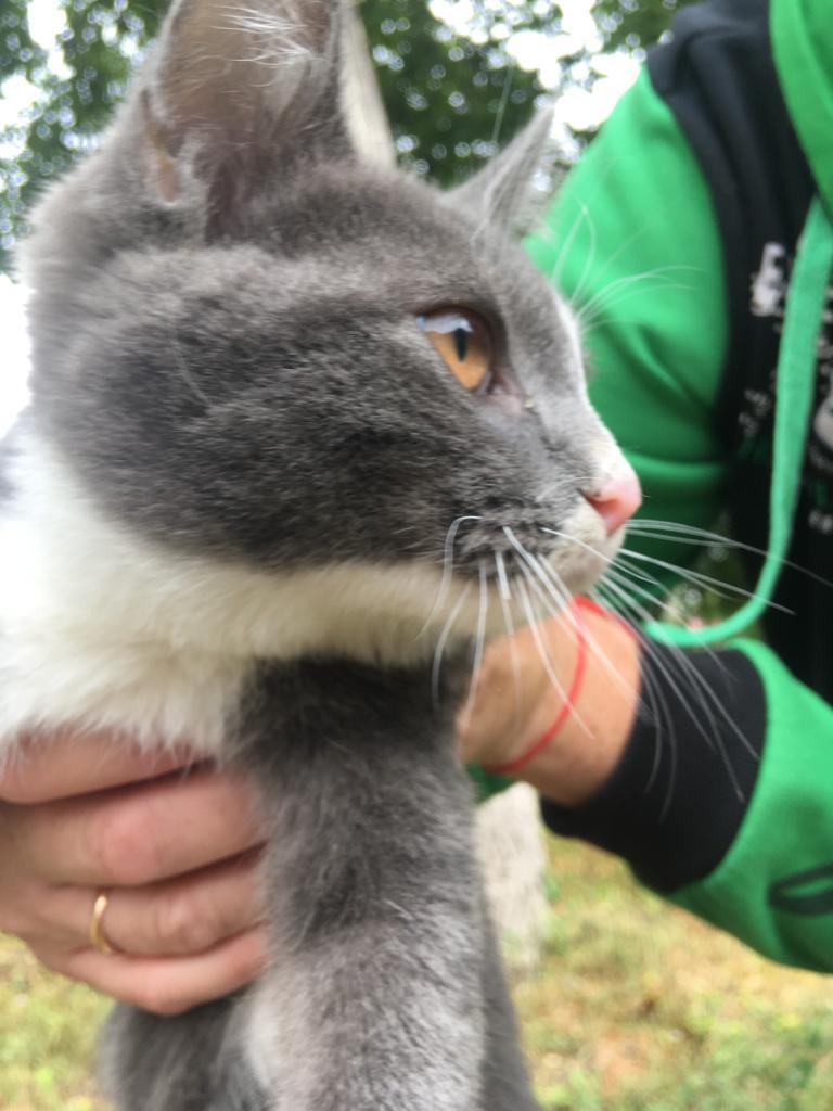 Найдена молодая кошка Котик на ул. 50 лет ВЛКСМ, 89, Пятигорск