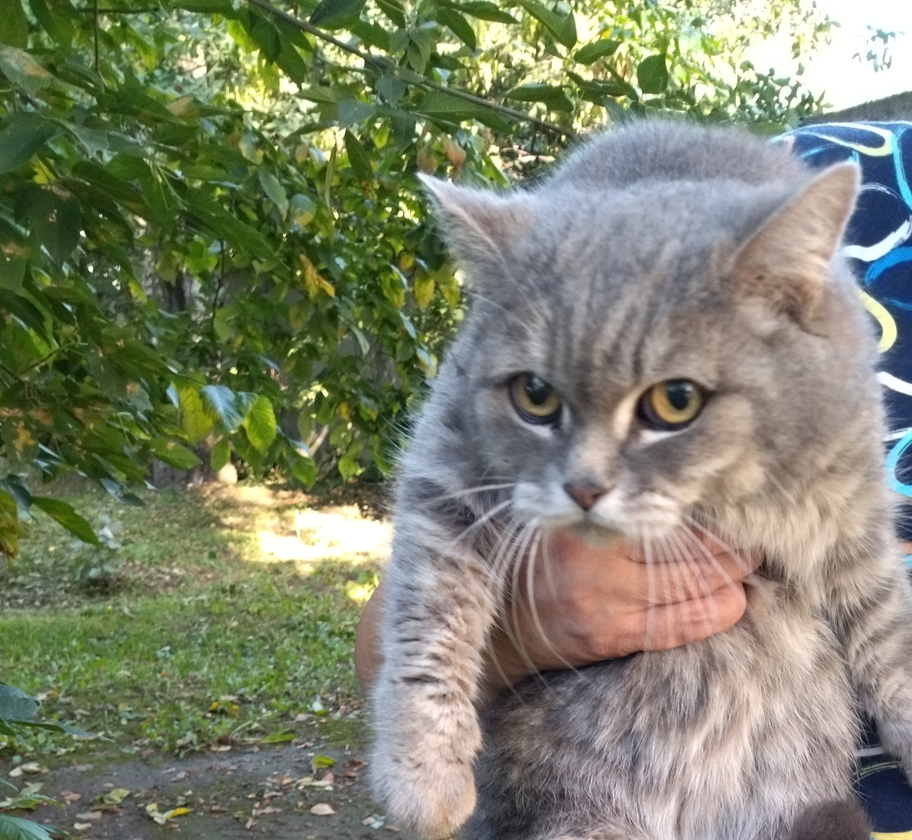 Найдена кошка у домов 14 и 15 по ул. Адмирала Нахимова, Купавна