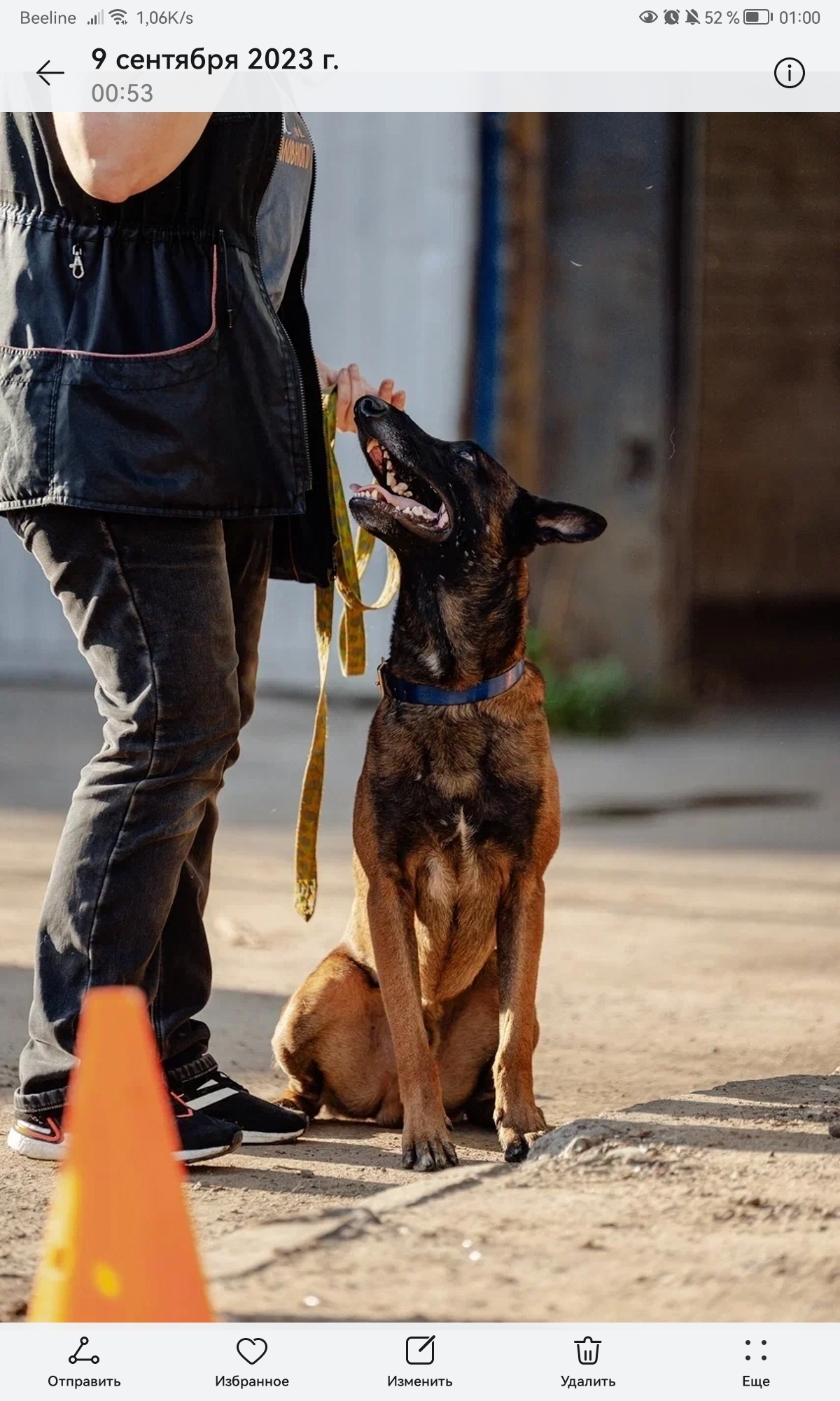 Пропала рыжая собака Малинуа на ул. Мончегорская, 7А, Нижний Новгород |  Pet911.ru