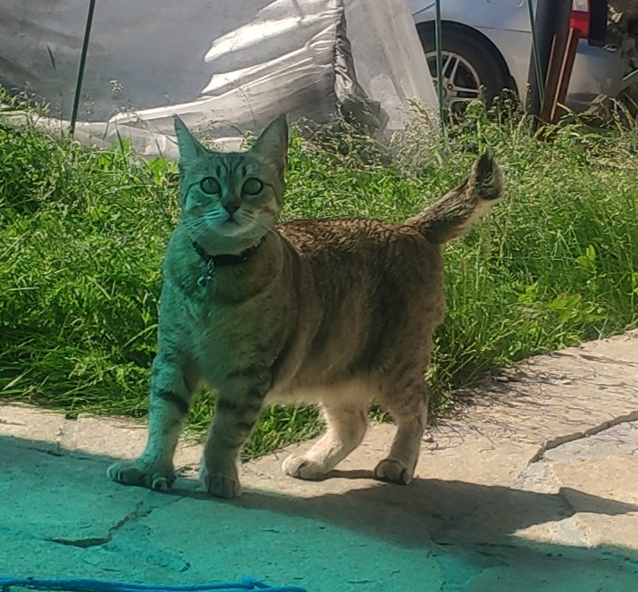 Пропала кошка в Садовом товариществе 