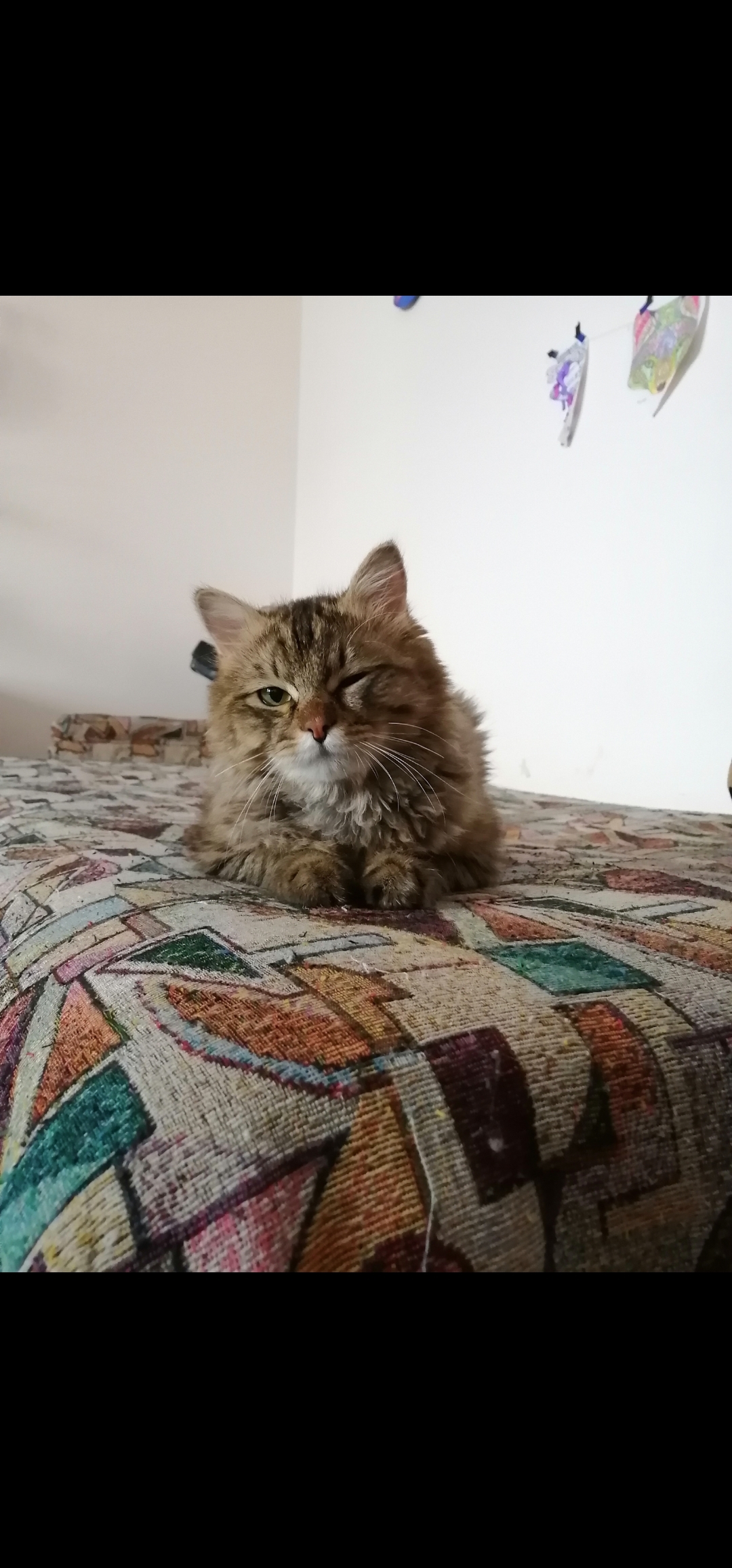 Пропала кошка Миша, ул. Трубачеева, 10, Улан-Удэ