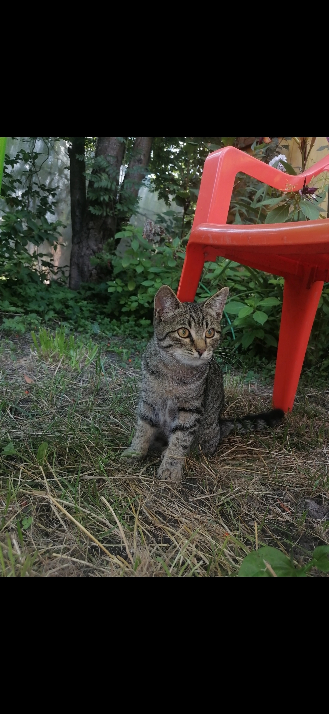 Пропала кошка в Приморском районе, ул. Береговая, возраст 4 месяца.
