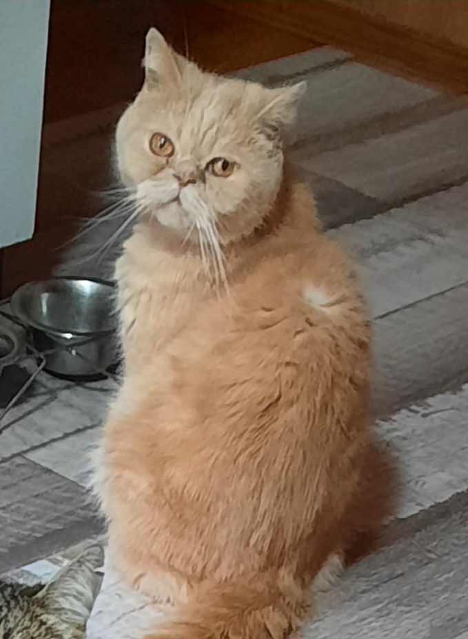 Пропала кошка Кот, персидской породы, светло-рыжий
