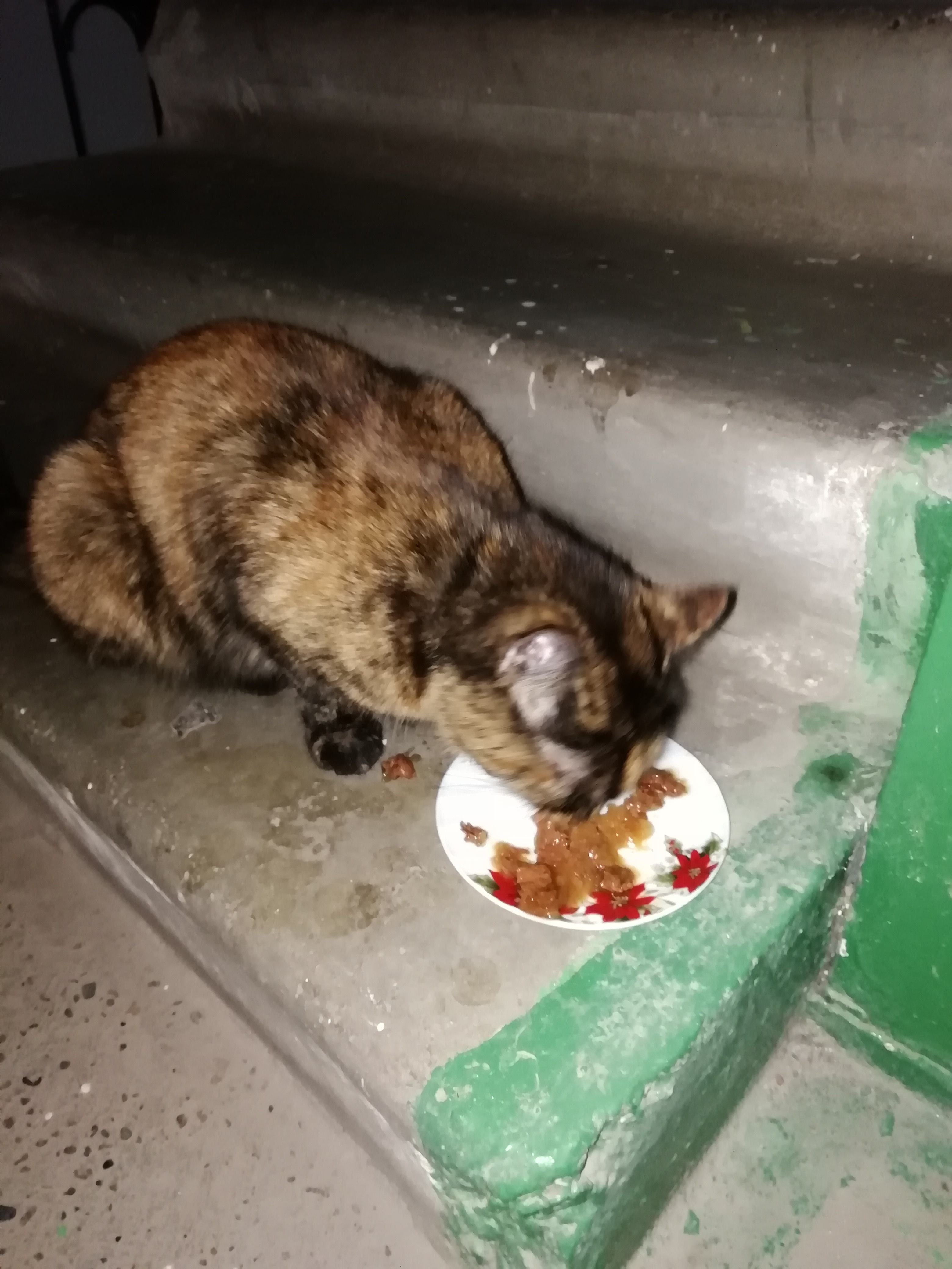 Кошка найдена на Мичурина 8, Томск
