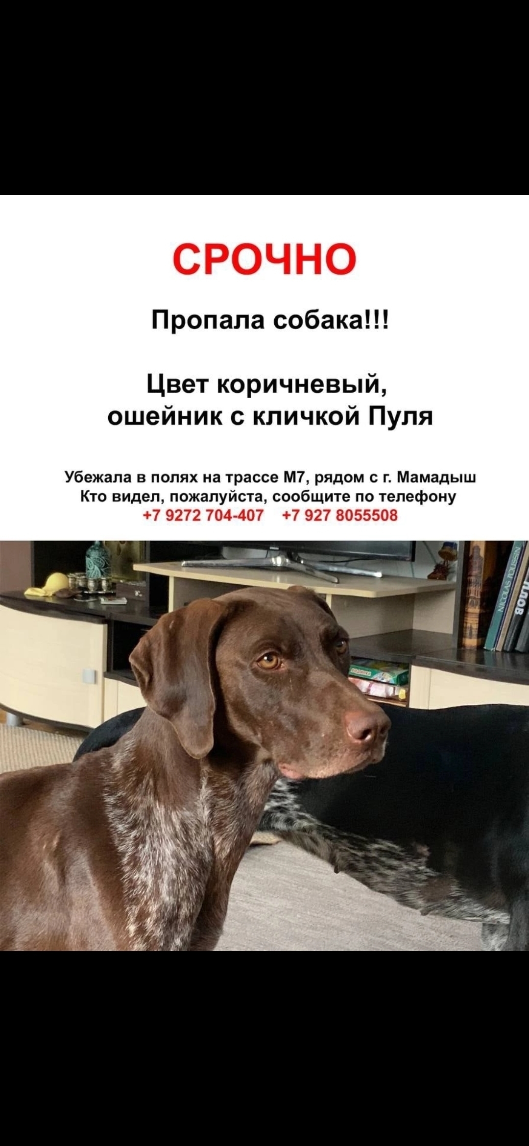 Пропала собака, г. Мамадыш, ул. Минина, 6, Ульяновск
