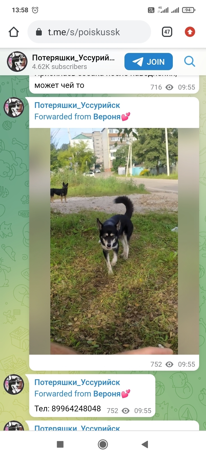 Пропала собака Чёрного цвета, ул. Ивасика, 64, Уссурийск