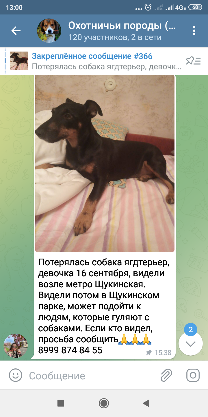Пропала собака Девочка на ул. Маршала Василевского, Москва