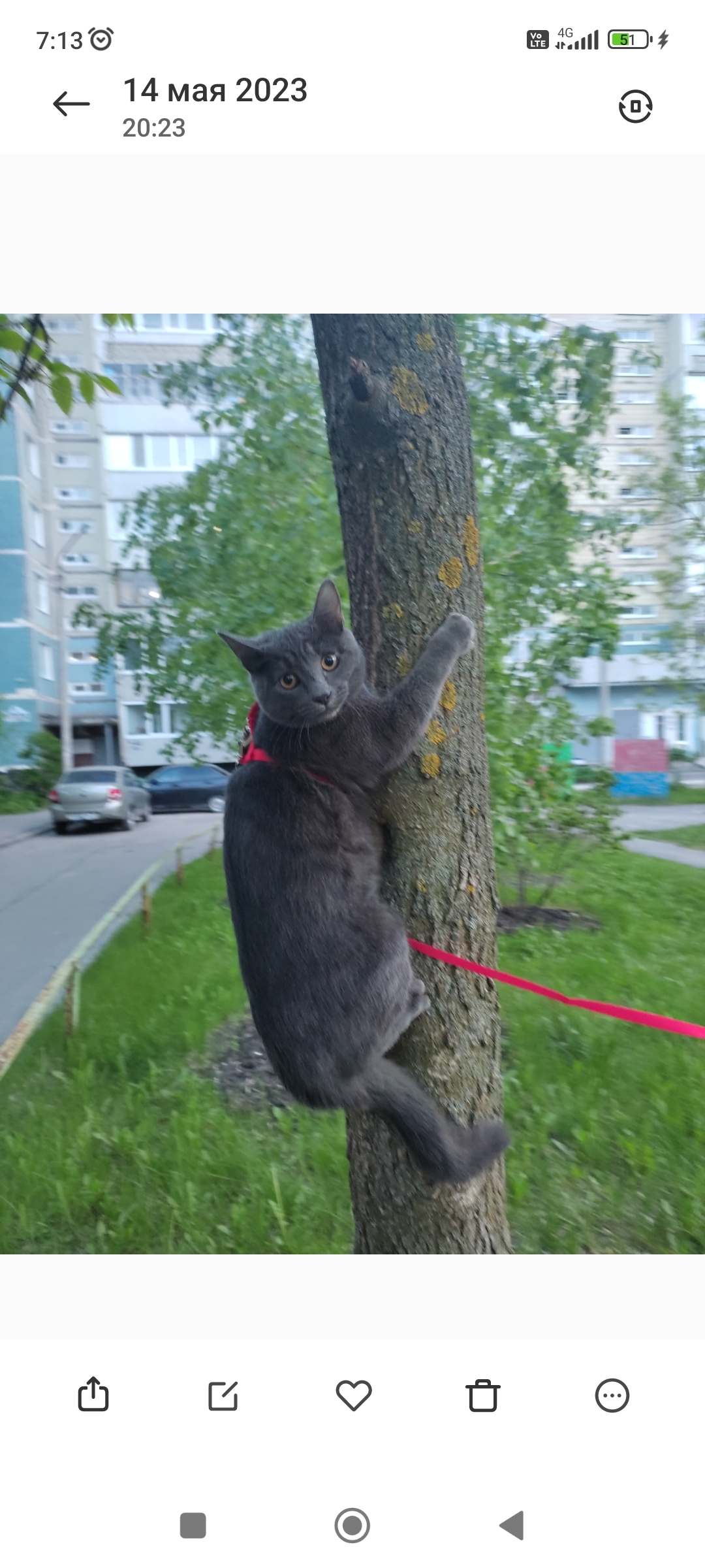 Пропала кошка: ул. Шолмова, 39, Ульяновск