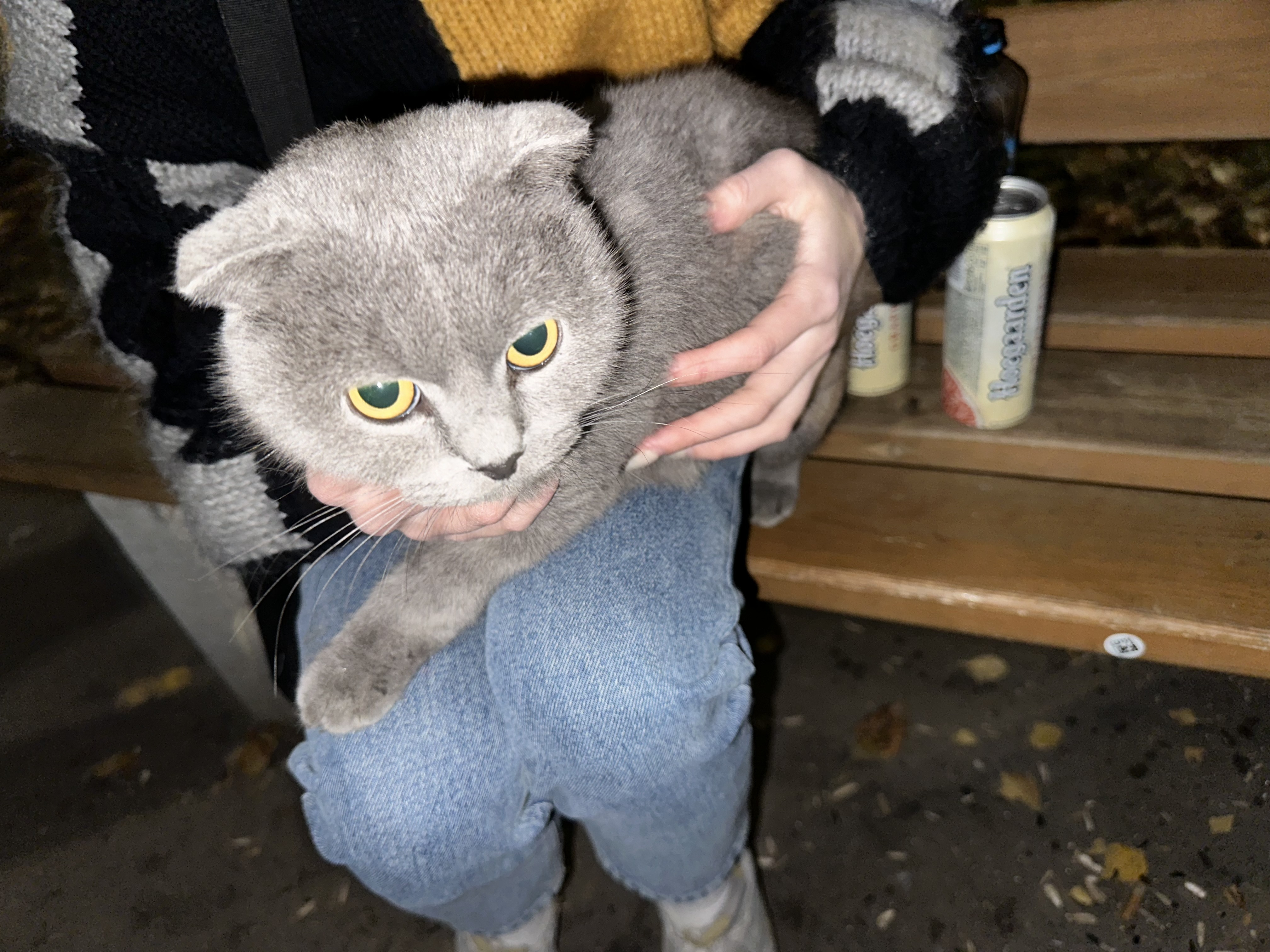 Ласковая кошка найдена на Южном шоссе, Нижний Новгород