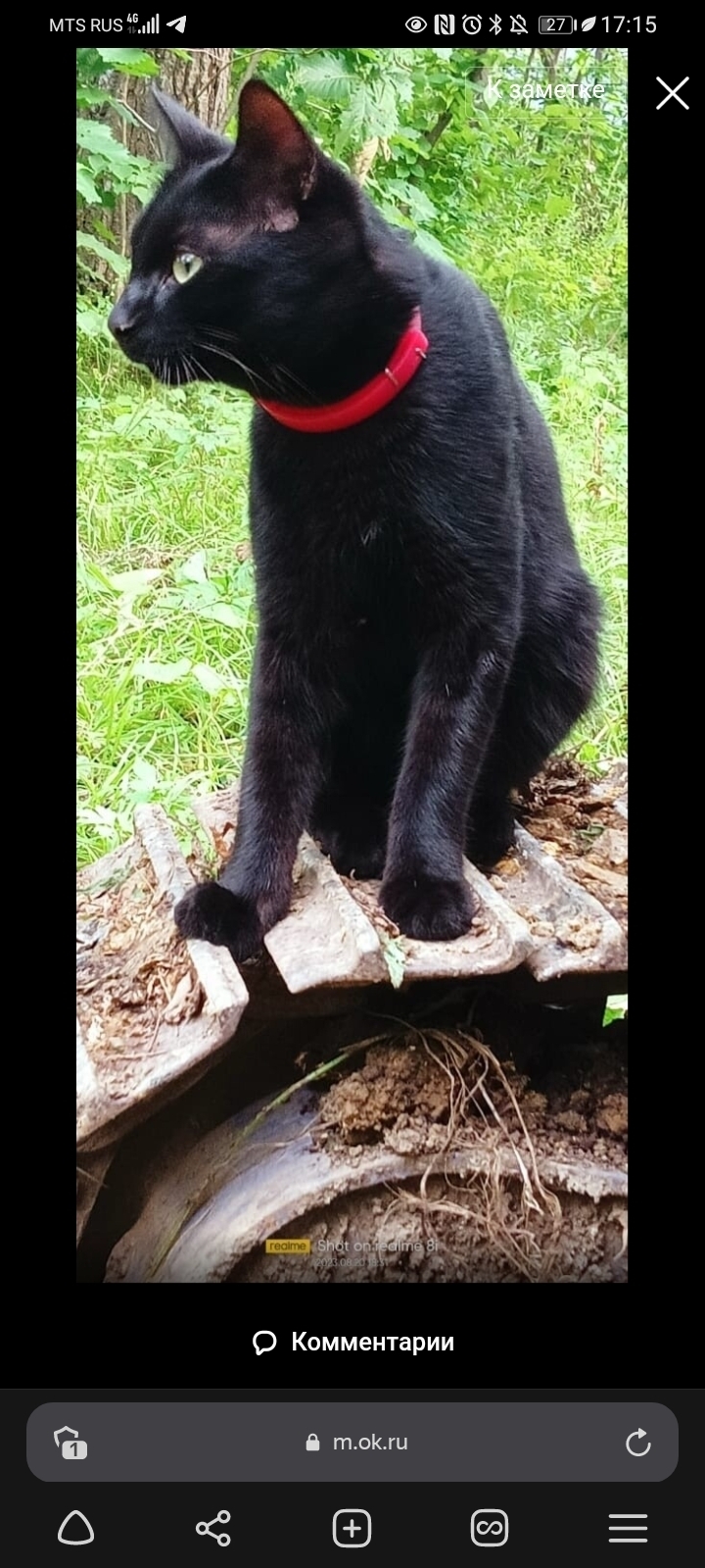 Пропала кошка Семён, черный окрас, 1 год. Найденная информация: 8 (924) 521-22-54. Вознаграждение 3000 руб. Адрес: 1-я Дачная улица, 26, Владивосток.