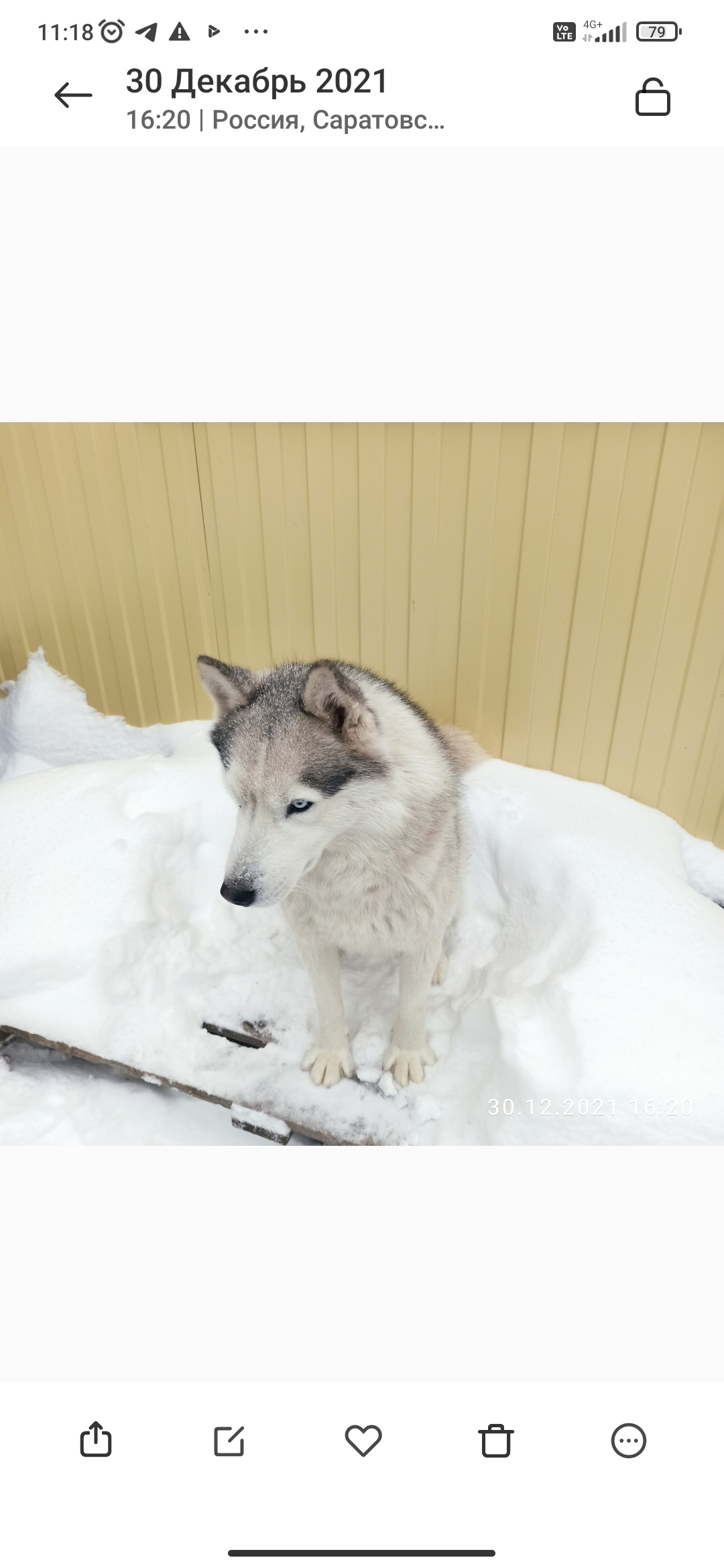 Пропала собака Мальчик, адрес: ул. Островского, Аткарск