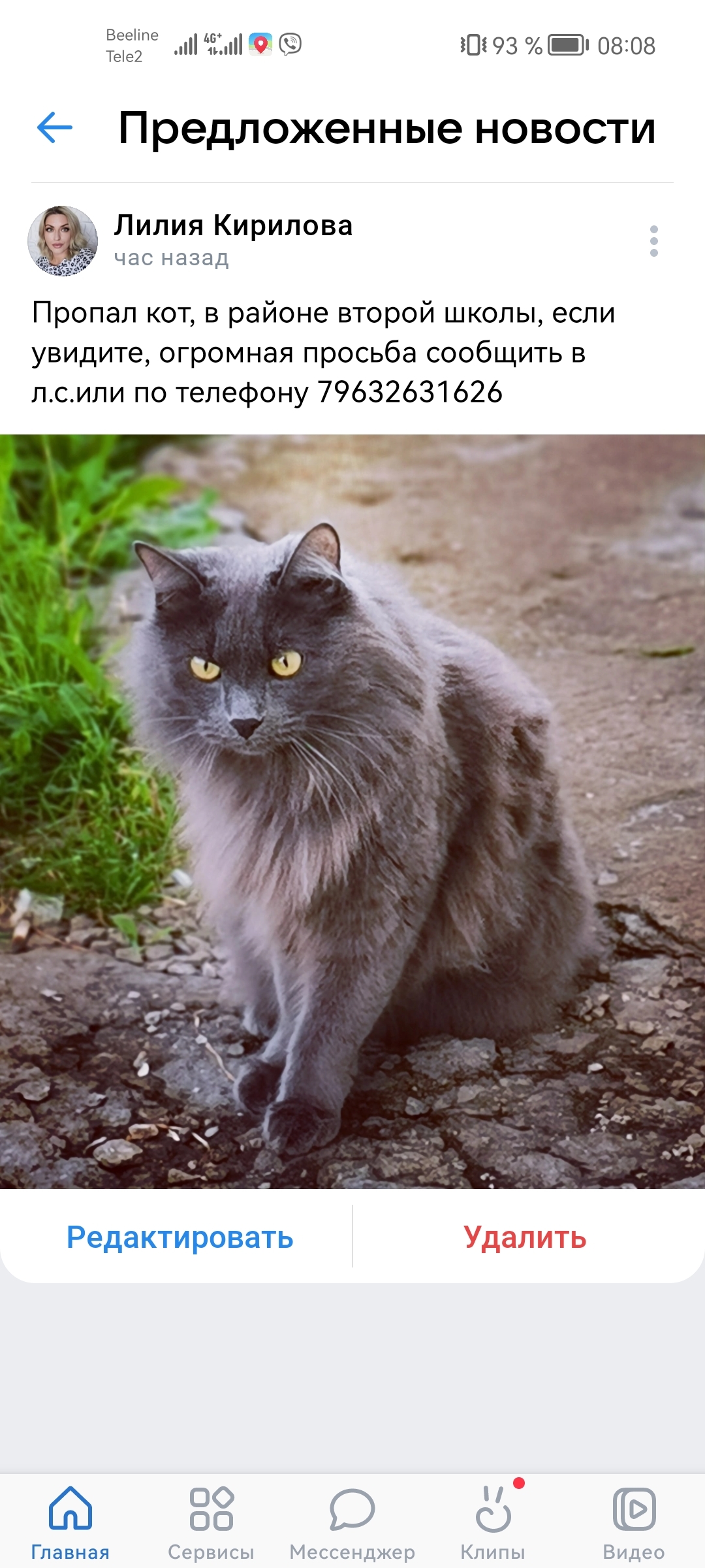 Пропала кошка: Серый кот, ул. 9 Мая, 48, Бородино