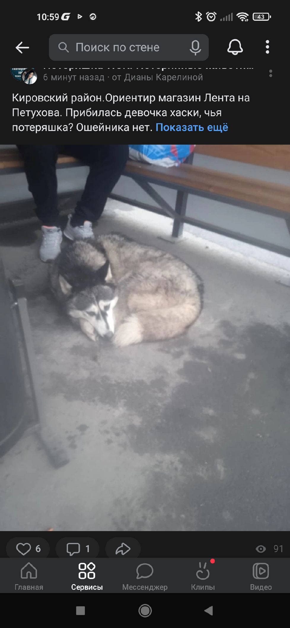 Найдена собака Хаски, ул. Петухова 73, Новосибирск