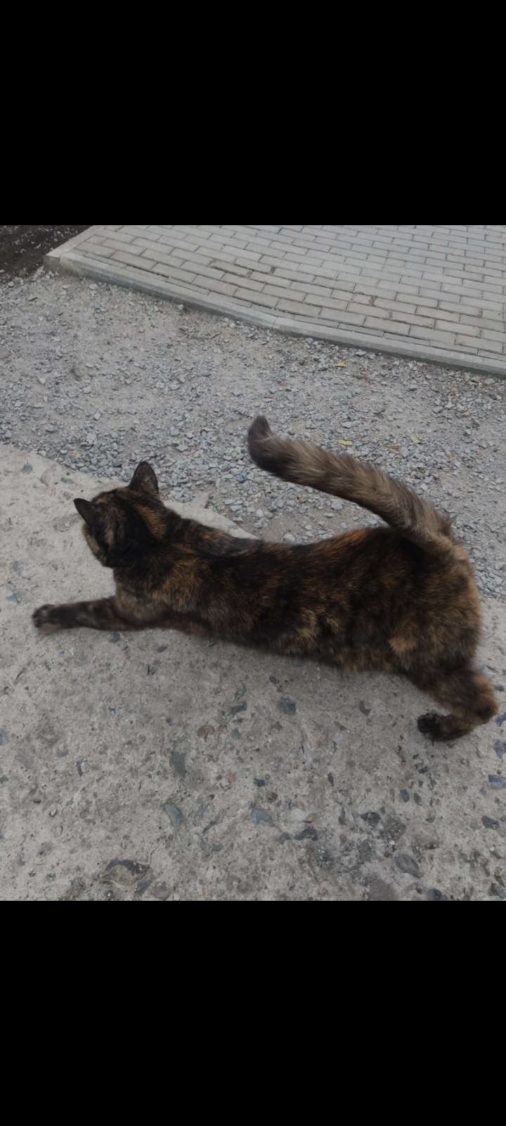 Пропала кошка на Коммунистическом проспекте, 71