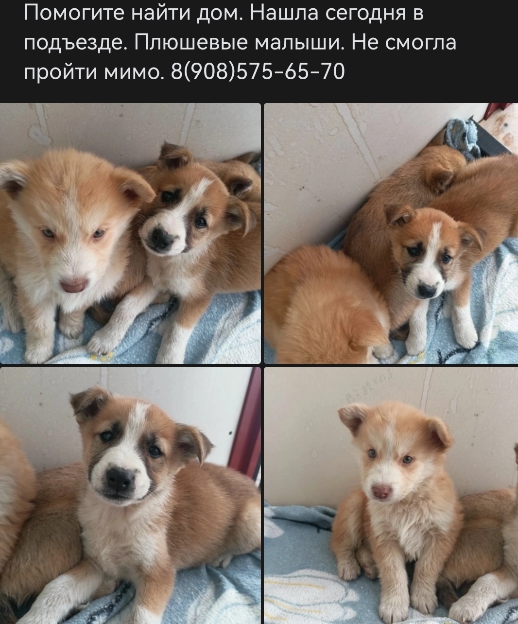 Найдены щенки на ул. А. Шмакова, 33, Челябинск