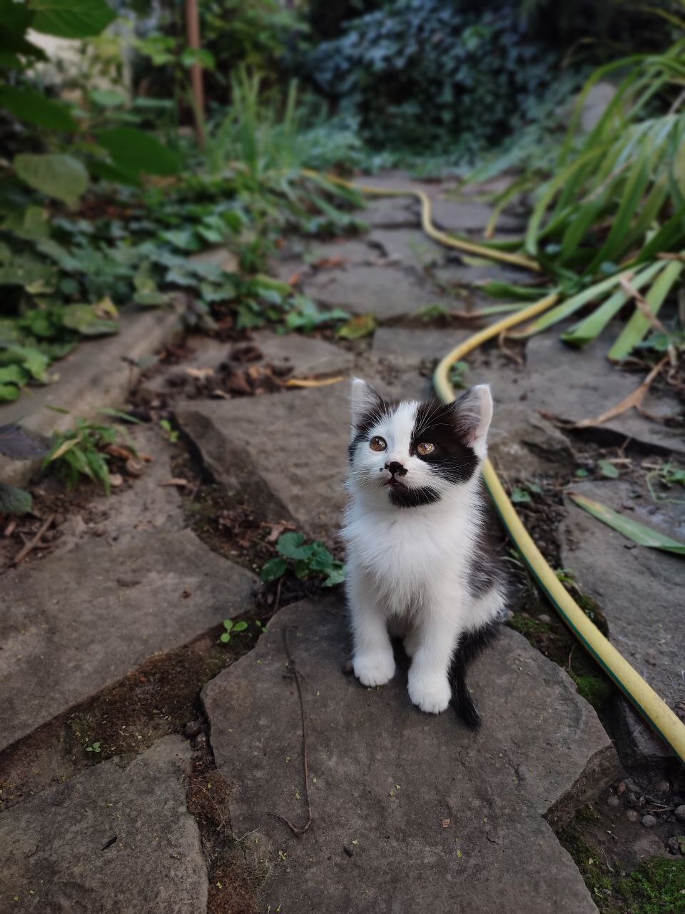 Пропала кошка Котенок, черно-белая, округ Таганрог