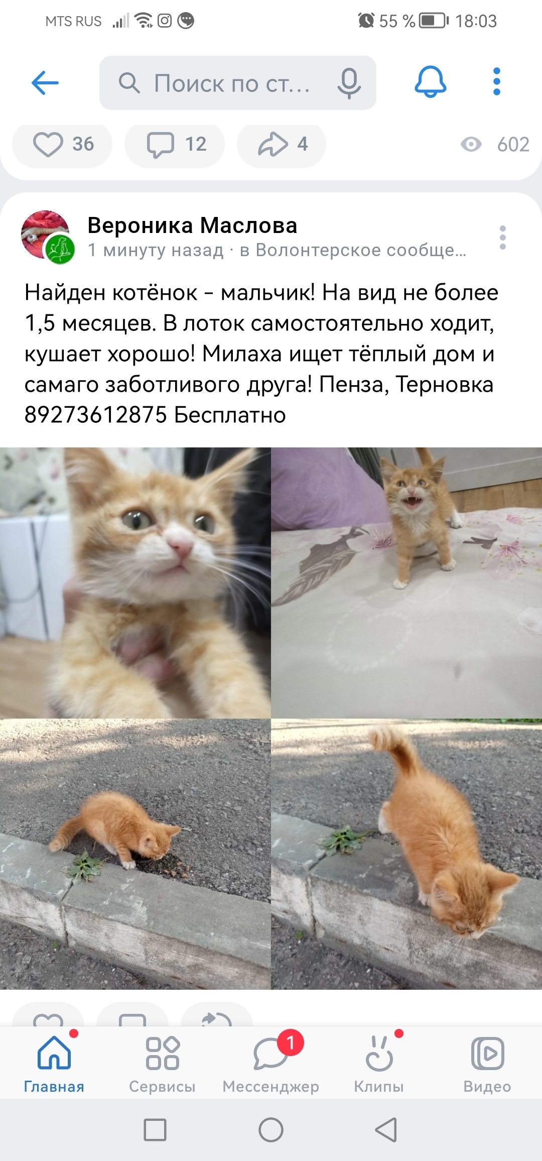 Найдена кошка в Терновке, ищет дом