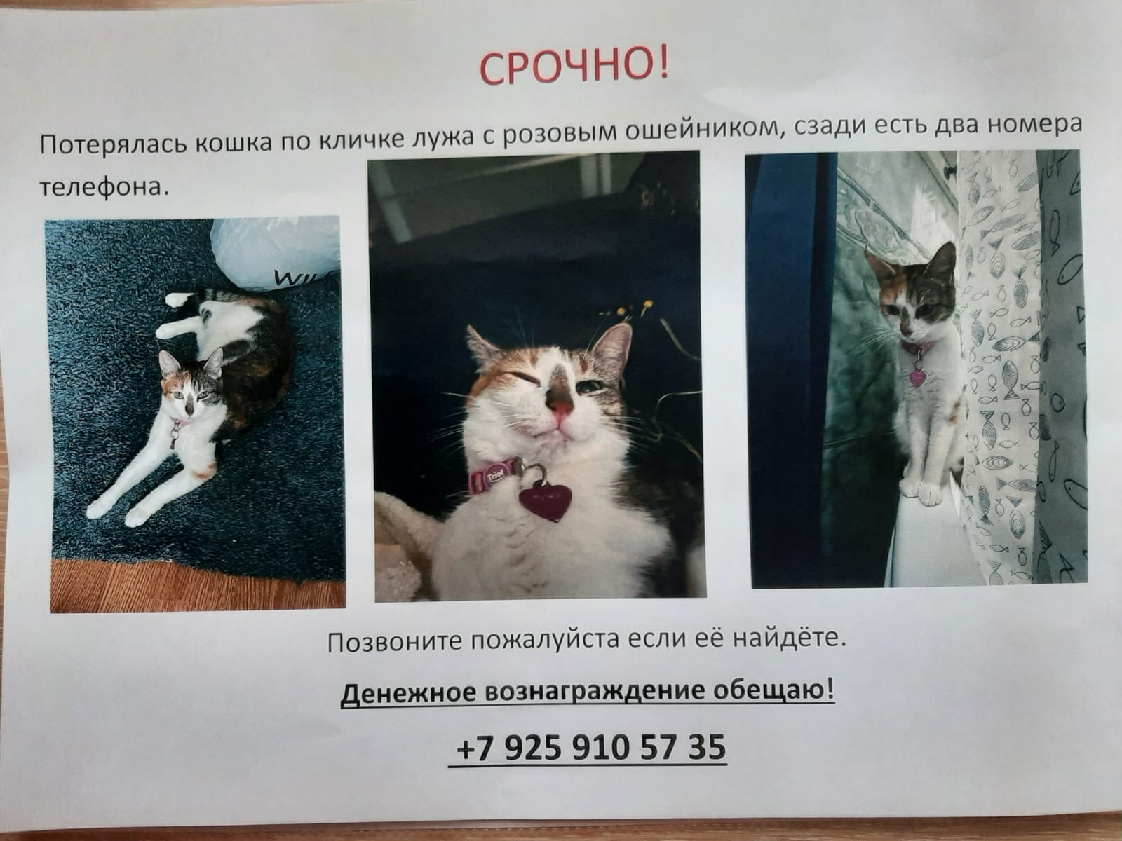 Пропала кошка Лужа на Новоясеневском проспекте